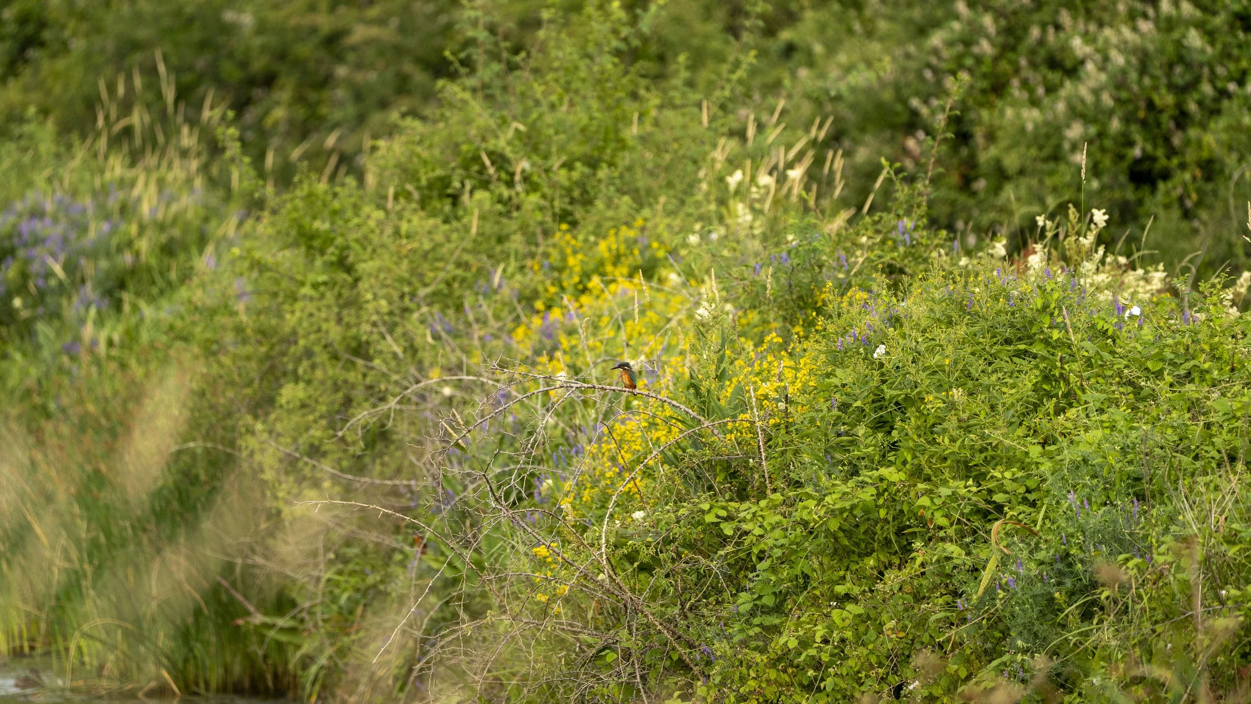 29_06_2025 - Coombe Hill - 24.jpg