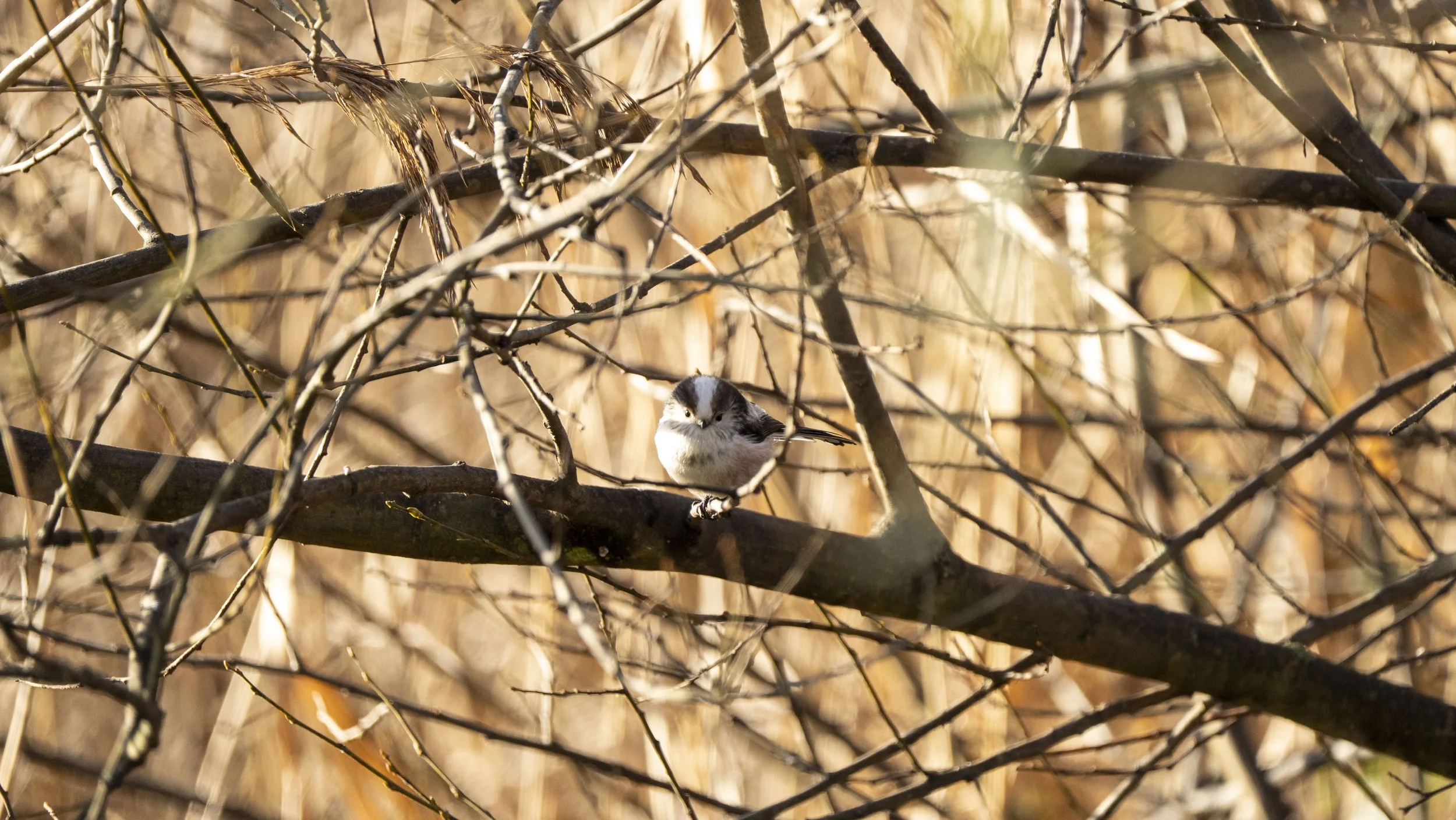 123 - Slimbridge - 17-01-2026.jpg