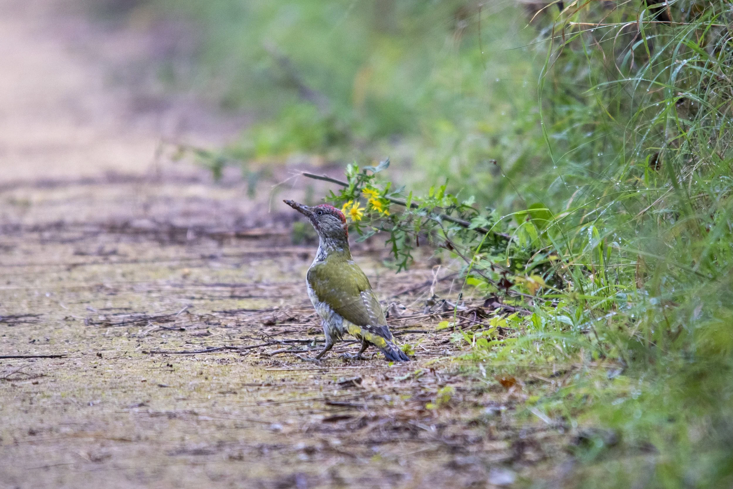 A bird standing on a dirt path near green grass and yellow flowers, with blurred background.