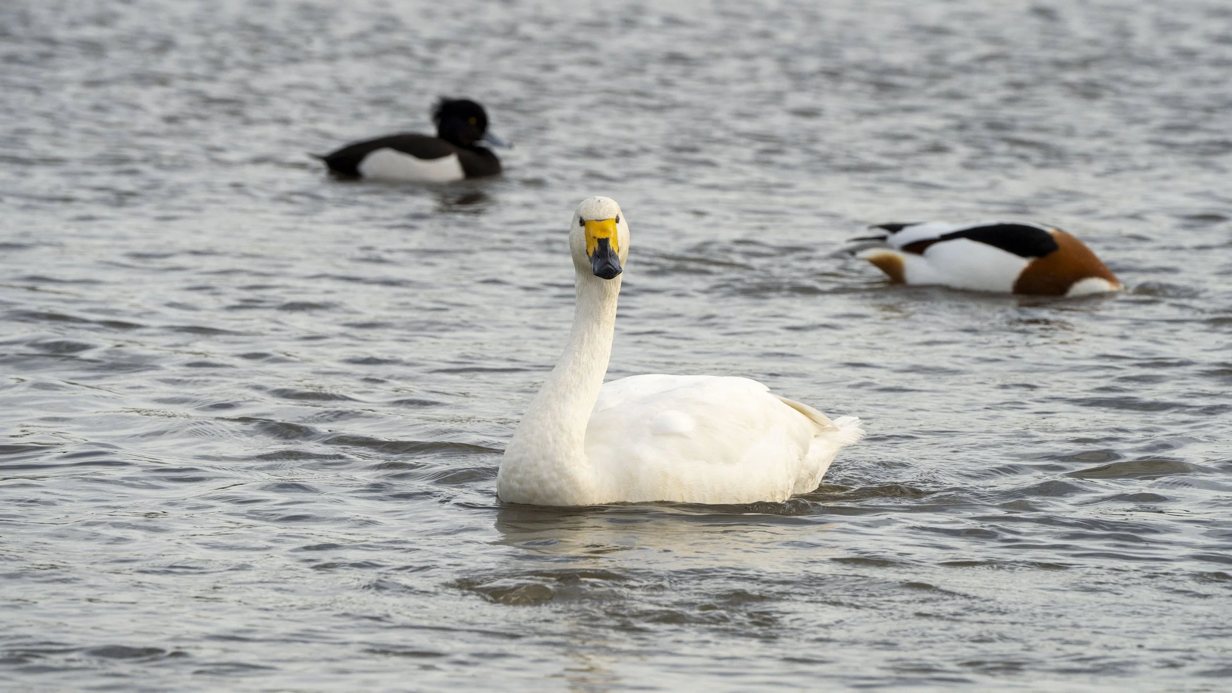 124 - Slimbridge - 14-12-2025.jpg