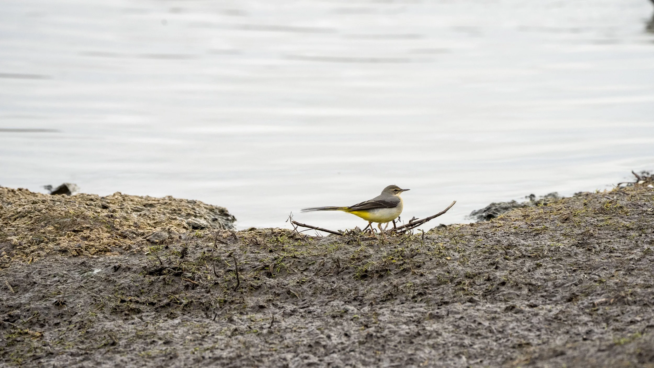109 - Slimbridge - 11-12-2025.jpg