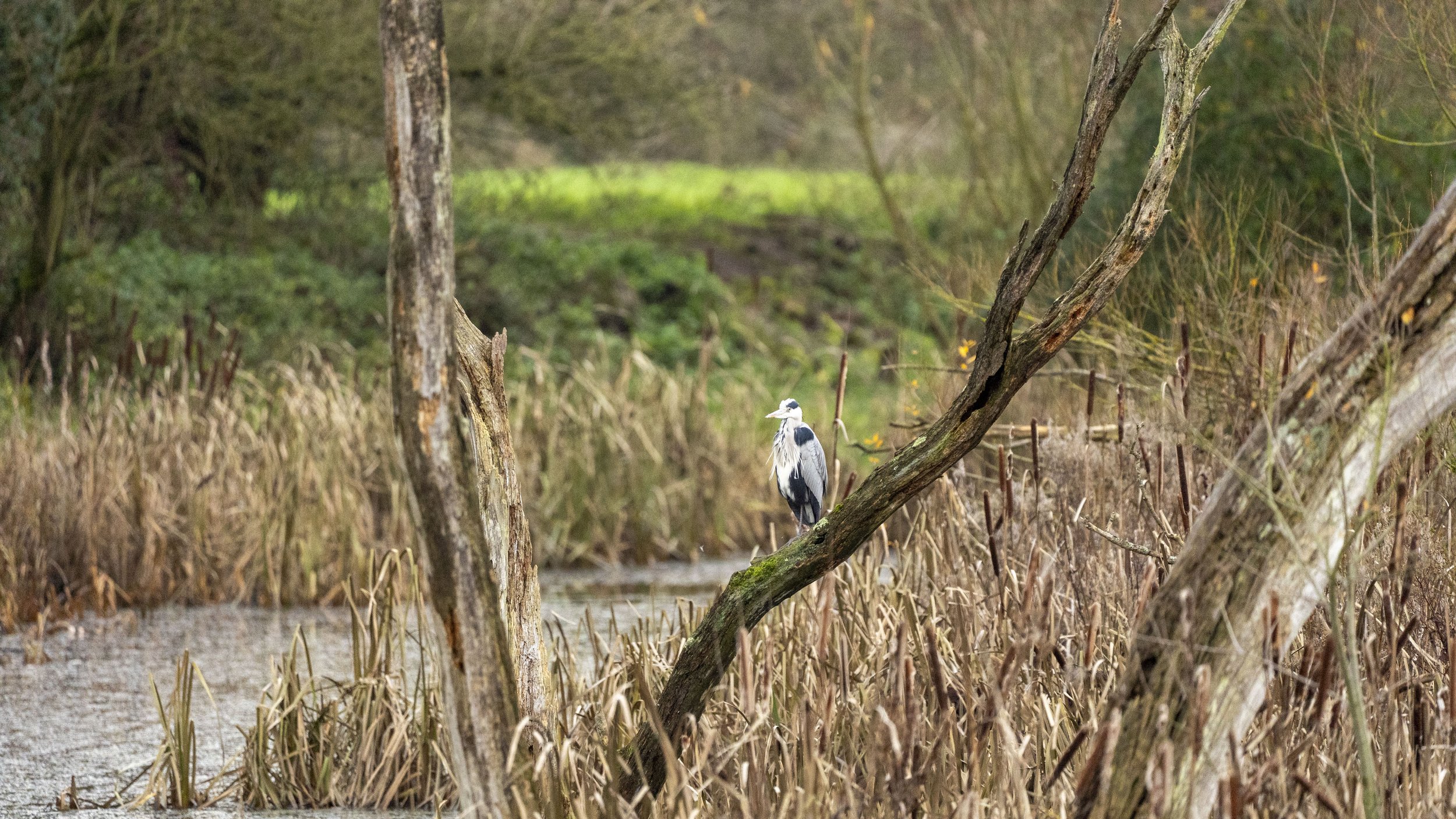 78 - Slimbridge - 11-12-2025.jpg