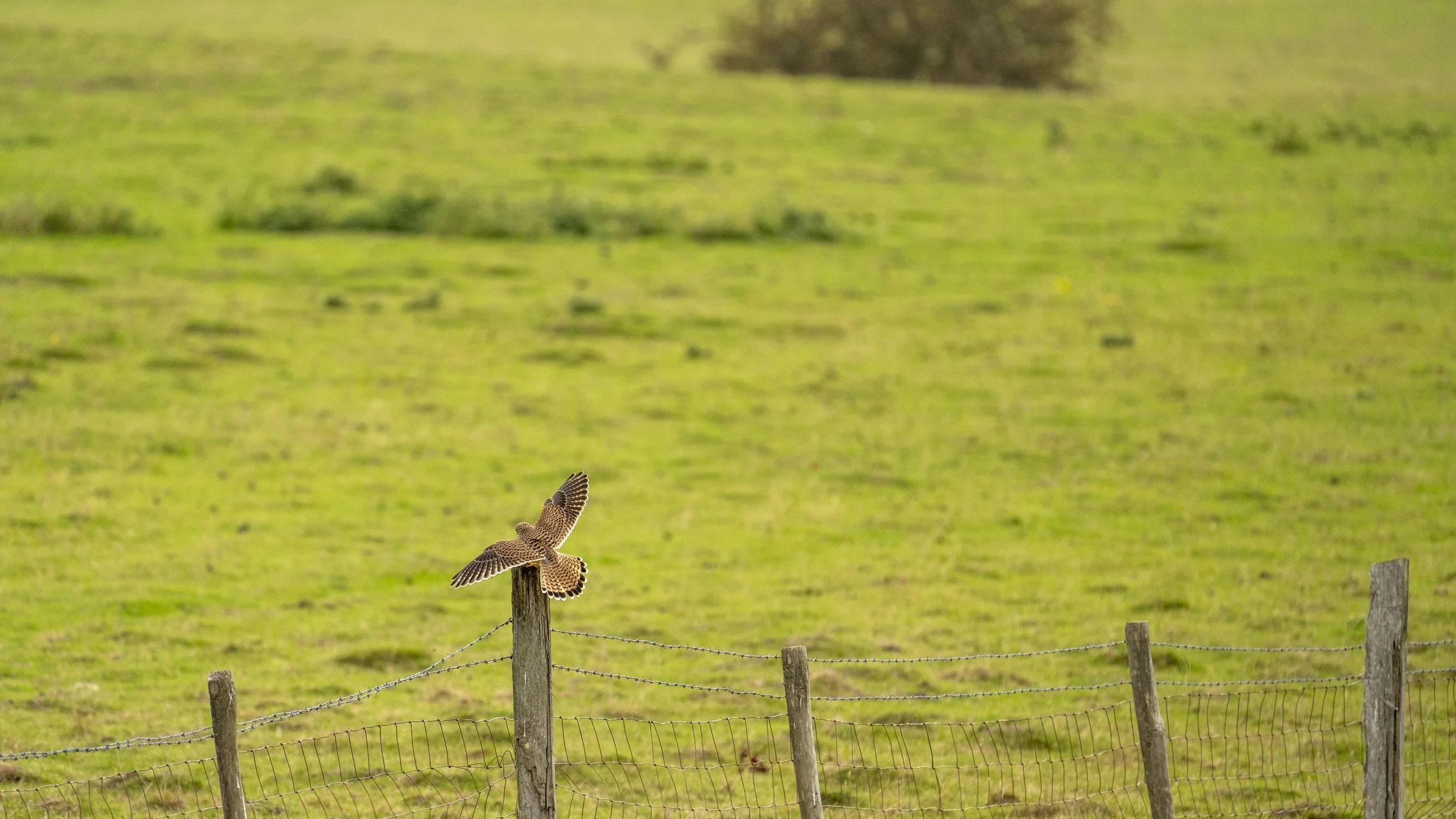 A bird perched on a wooden fence post with its wings spread in a green field.