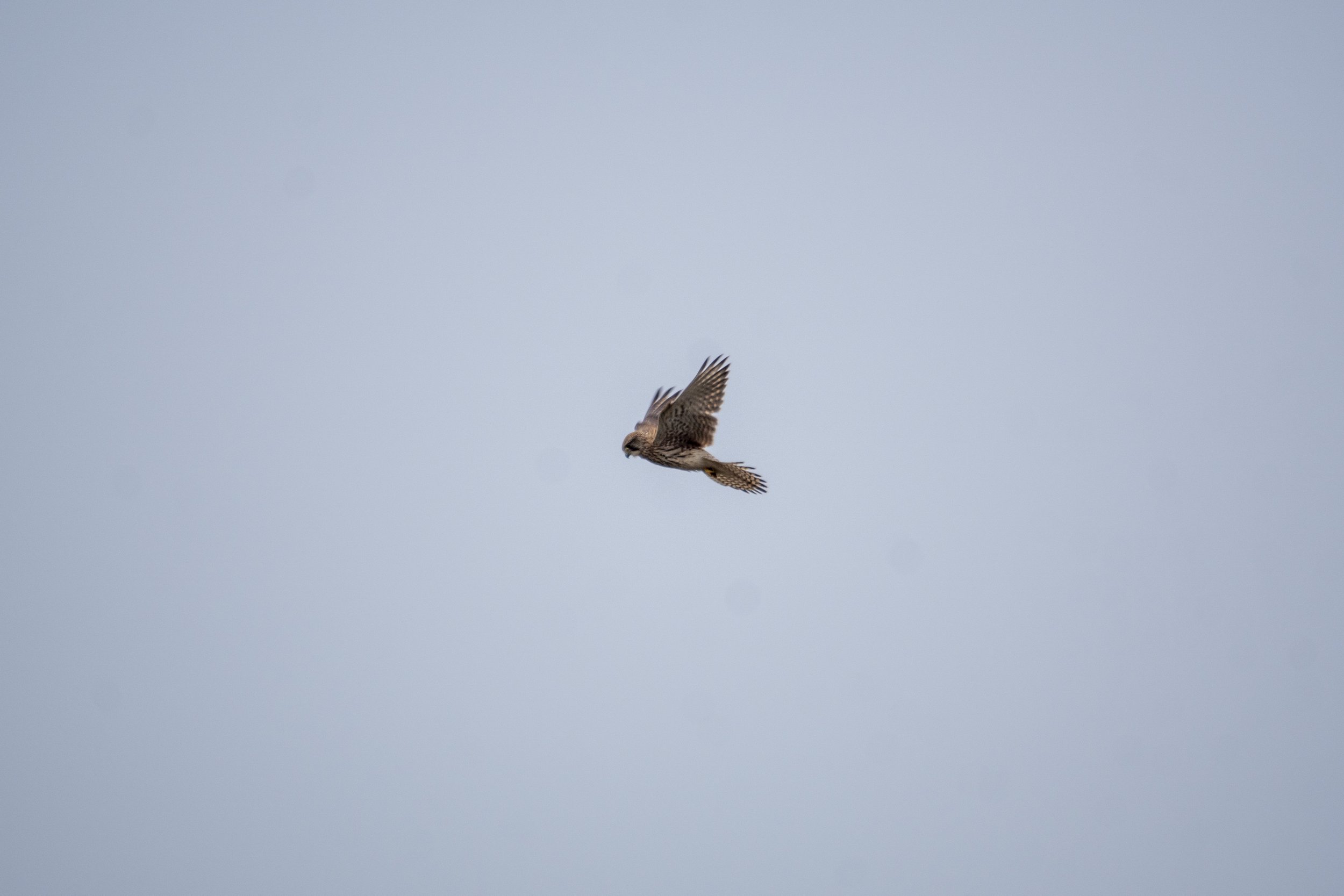 A bird of prey flying in a cloudy sky.