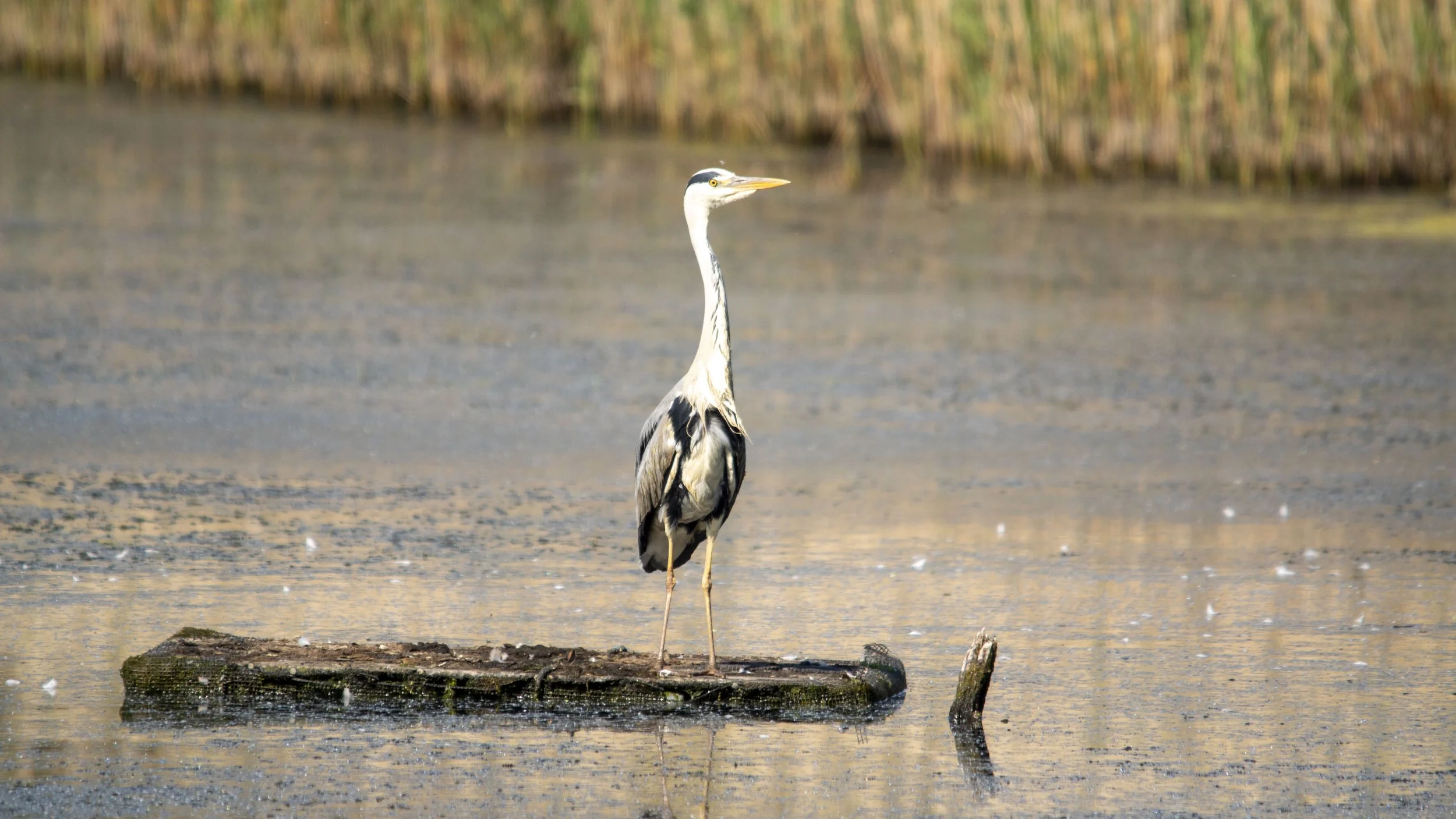 RSPB Ham Wall - 051125- 09.jpg