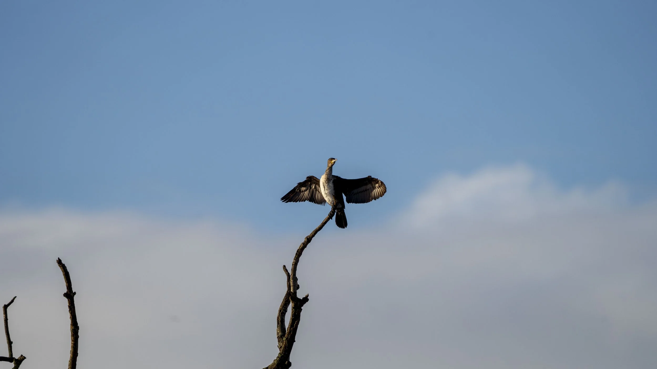 061 - Slimbridge - 17-01-2026.jpg
