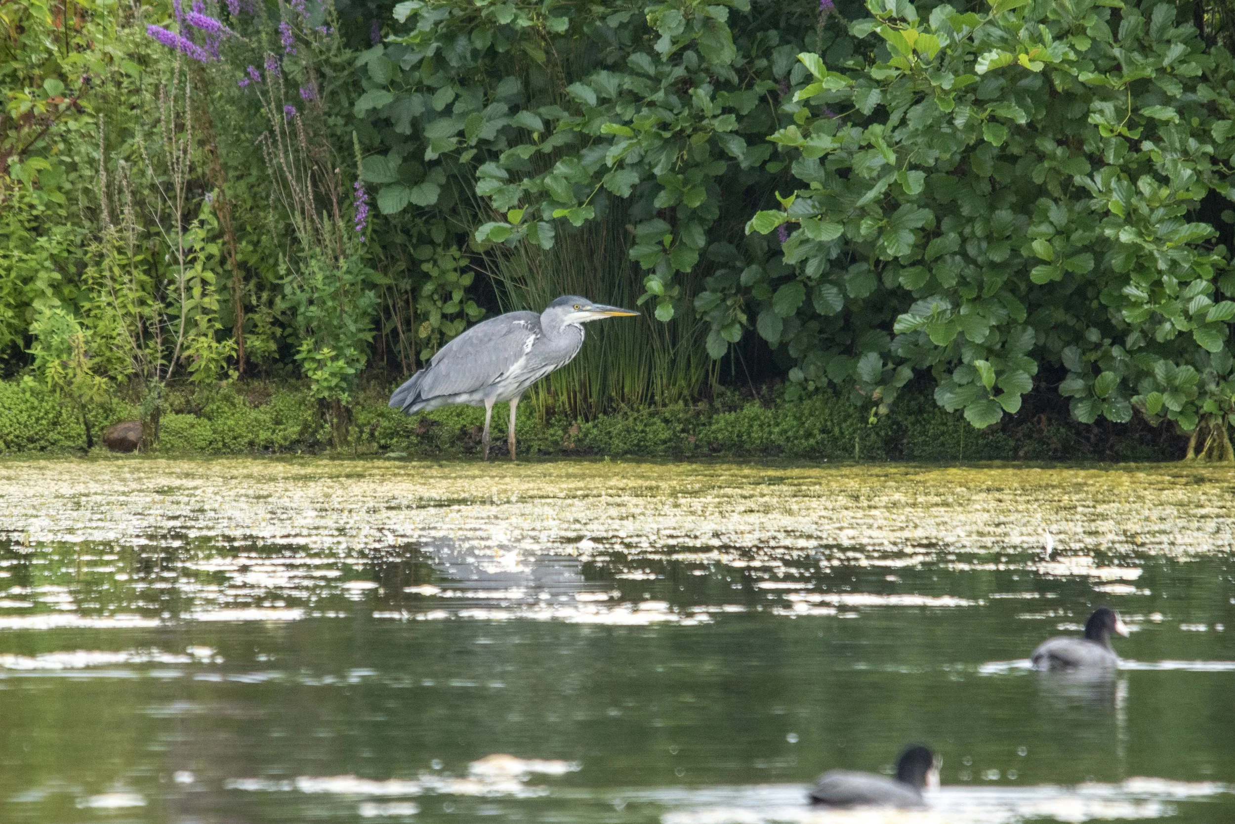 A gray heron standing near the edge of a pond with ducks swimming in the water and lush green bushes in the background.