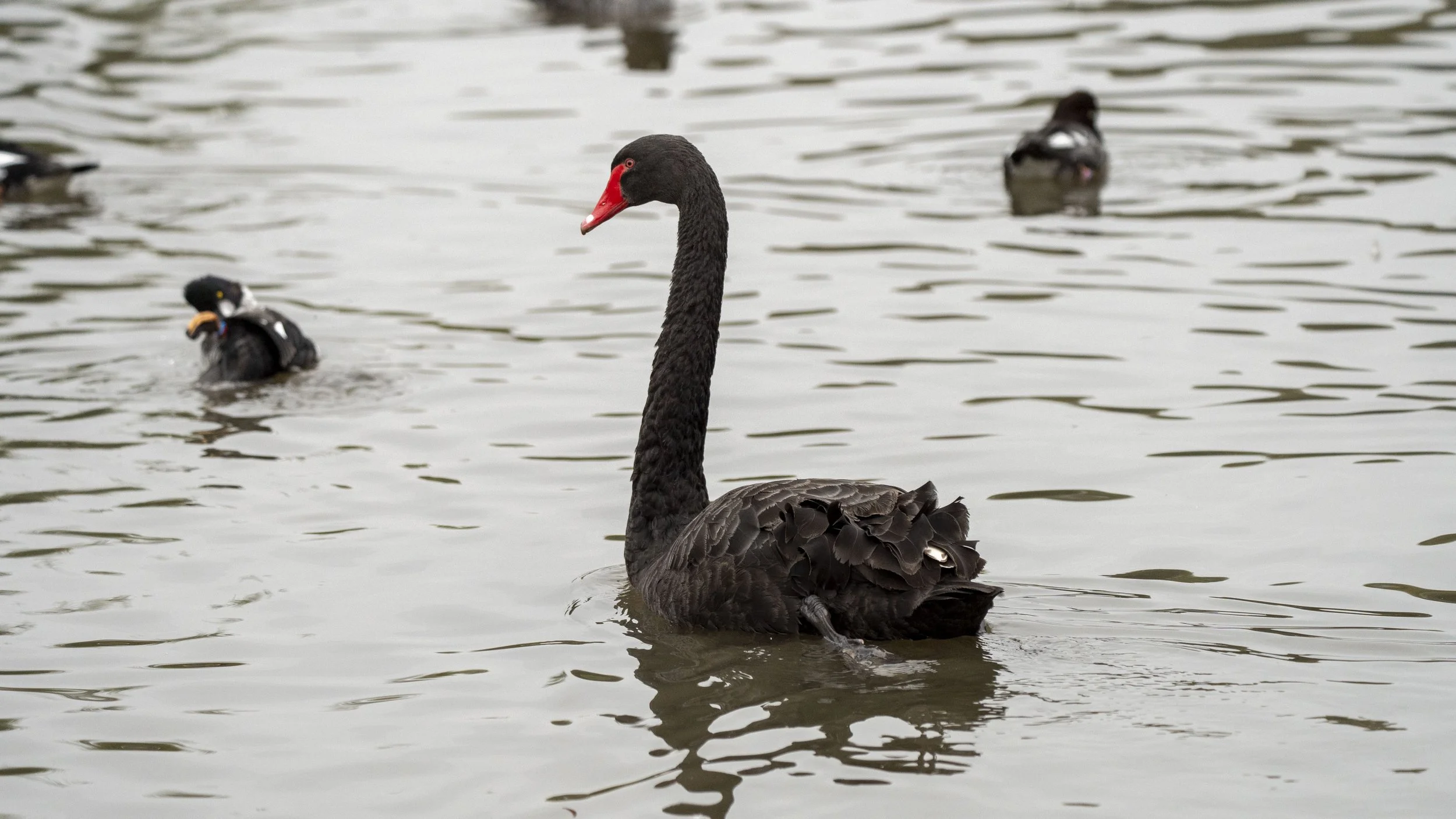 32 - Slimbridge - 11-10-2025.jpg