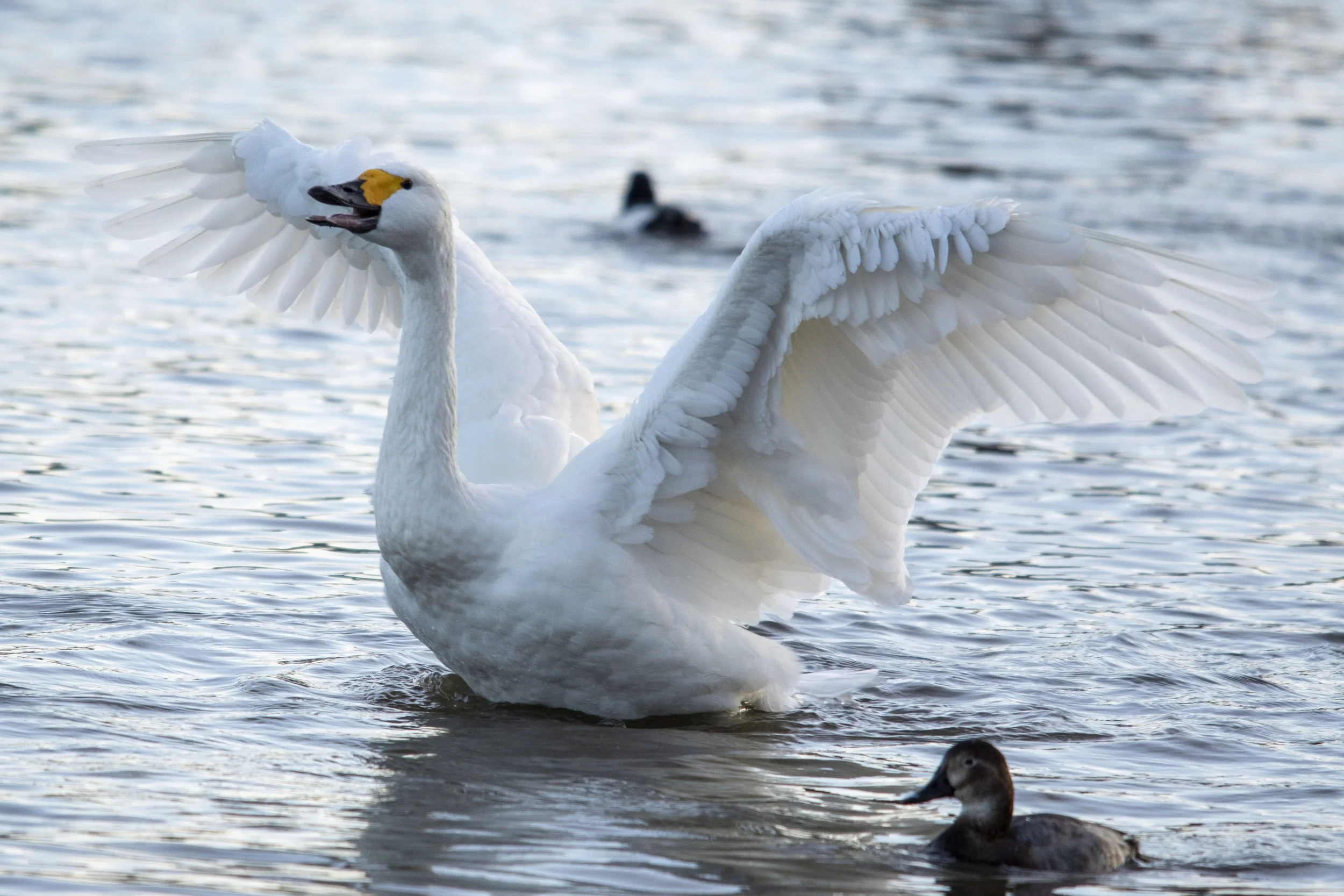 A white swan with its wings spread wide on a body of water, accompanied by a small duck swimming nearby.