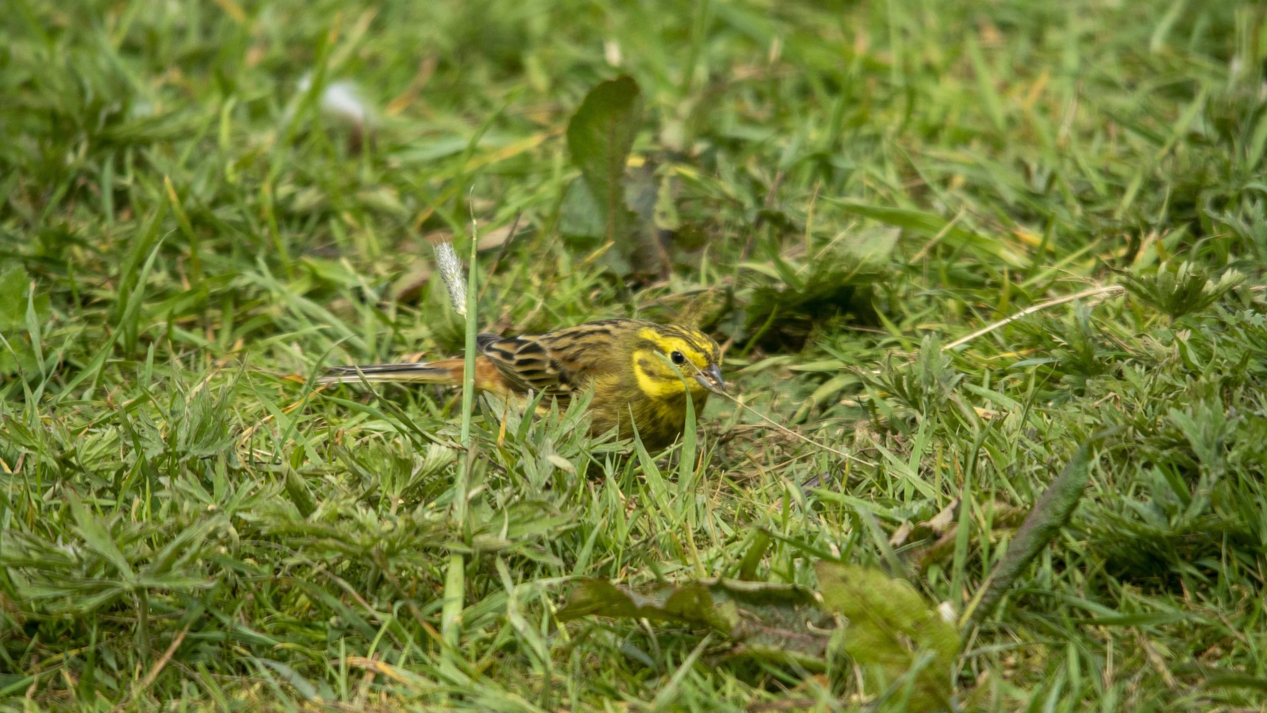 A small yellow songbird with streaked brown wings on green grass, surrounded by grass and leafy plants, appearing to be foraging.