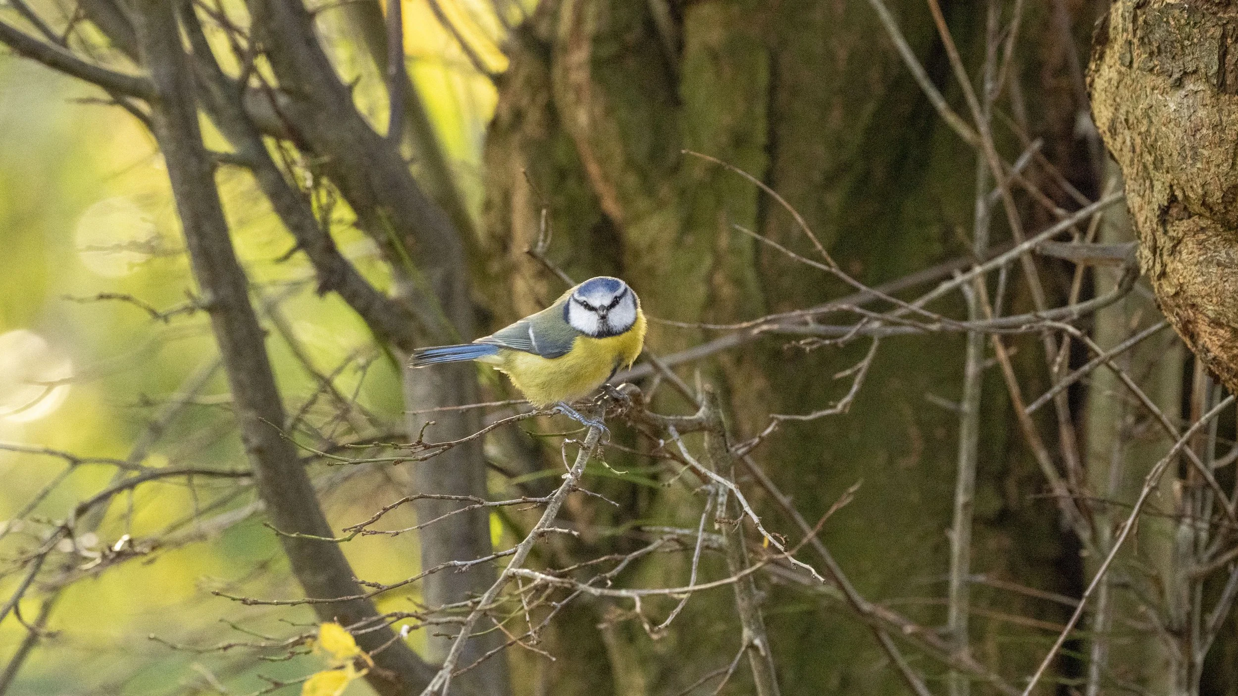 91 - Slimbridge - 11-12-2025.jpg