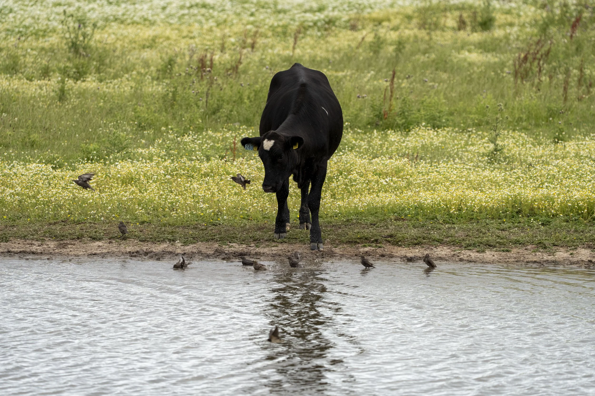 A black cow with a white spot on its forehead standing on the grassy bank of a pond, surrounded by small birds near the water.