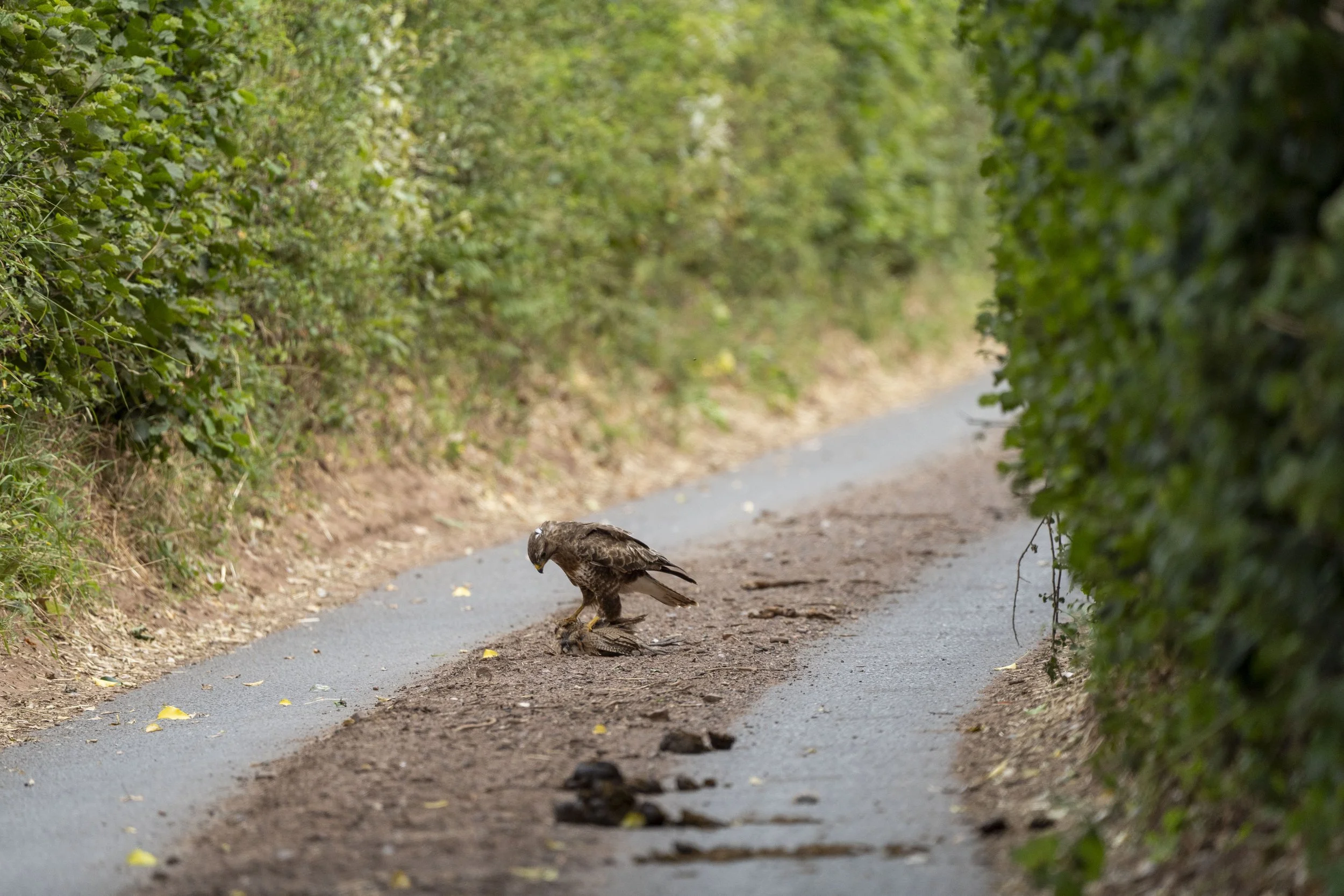 A hawk standing on a dirt road surrounded by green bushes.