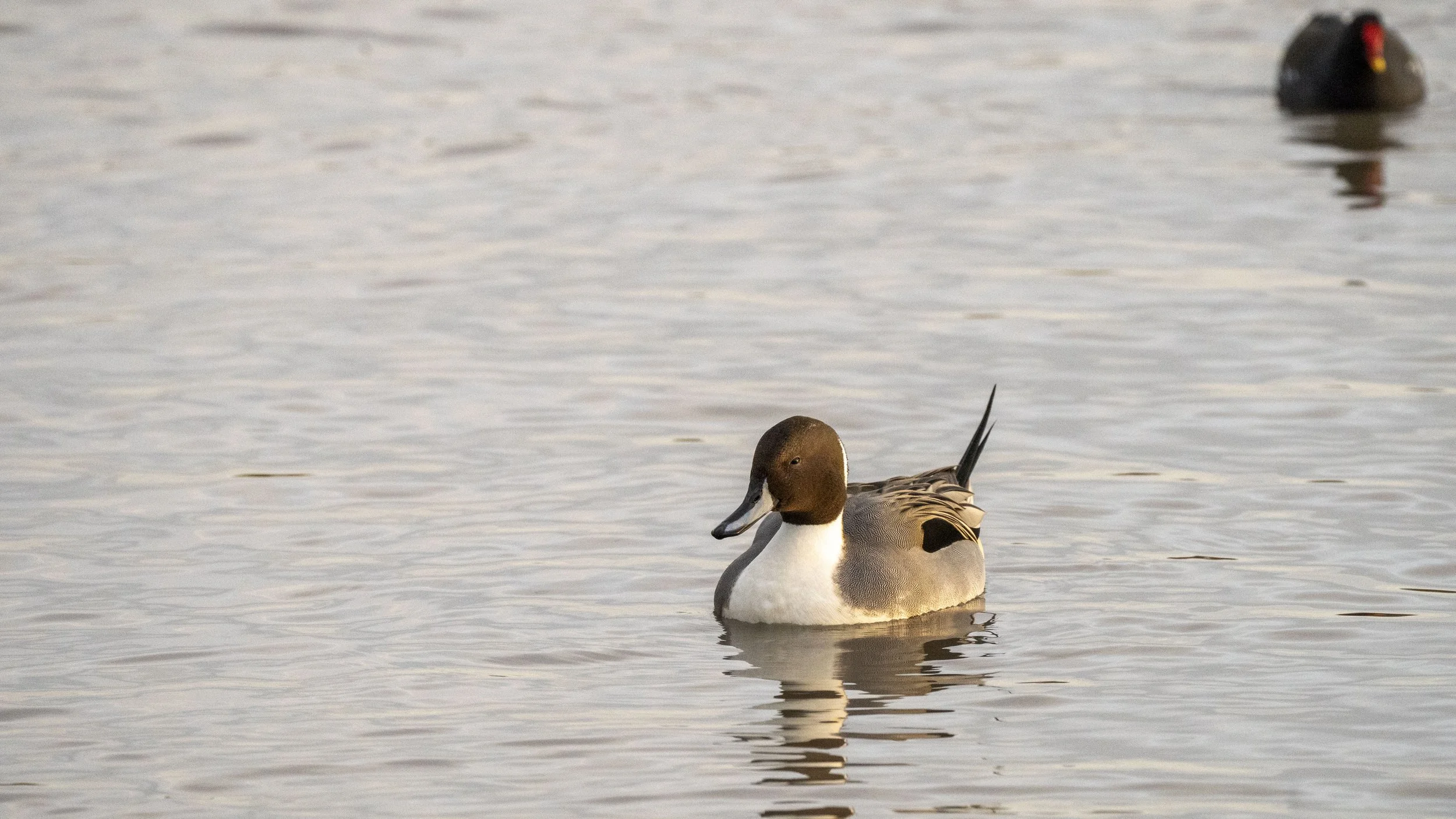 A duck swimming in water with another bird in the background.