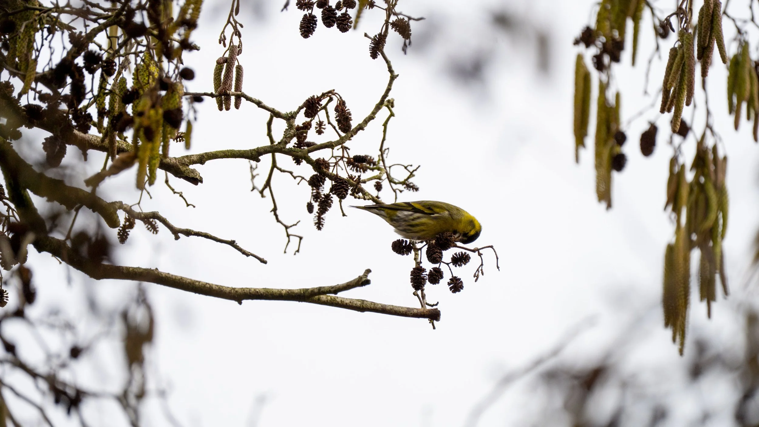 089 - Slimbridge - 09-02-2026.jpg