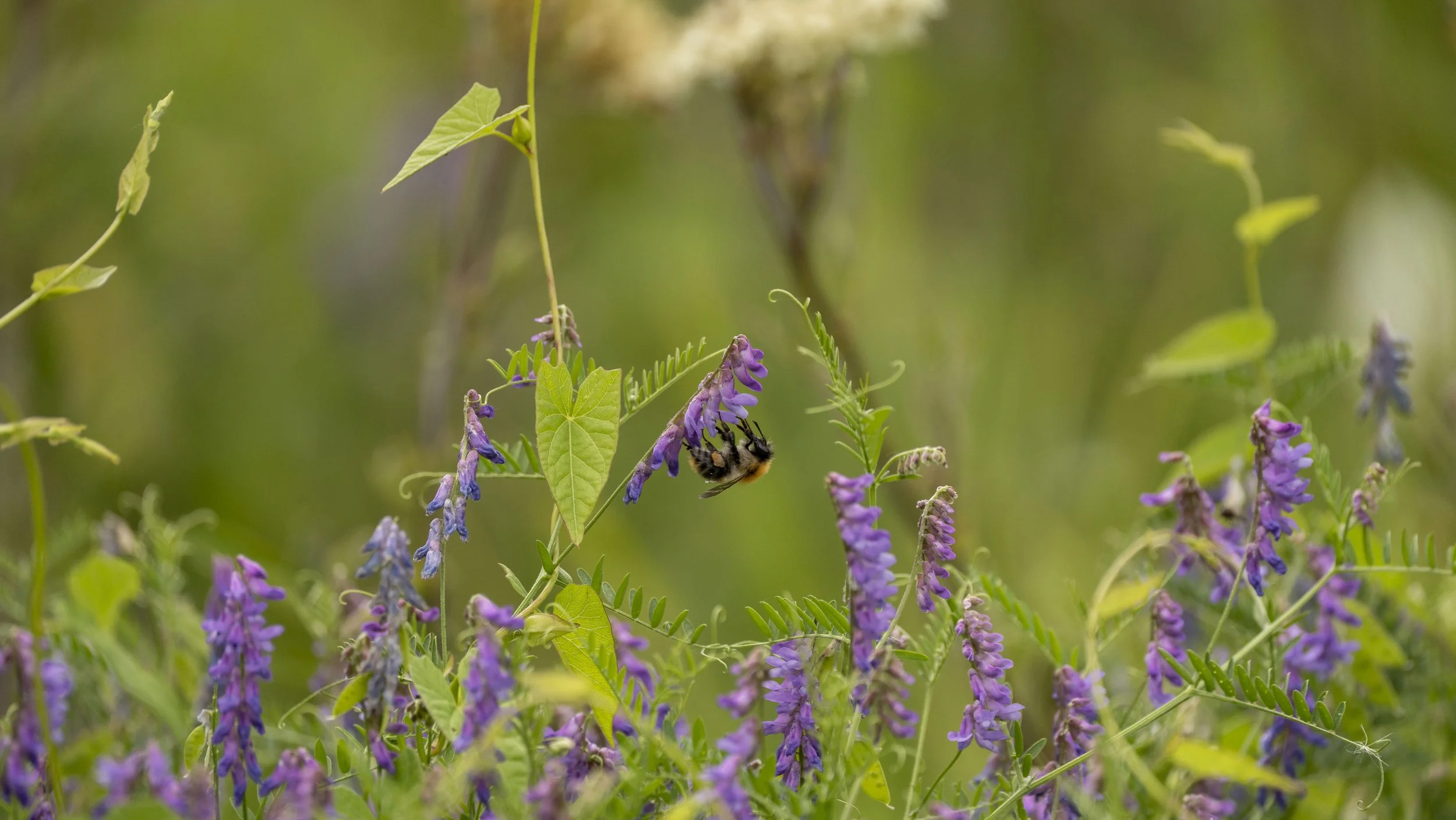 A bee gathering nectar from purple wildflowers in a green field.