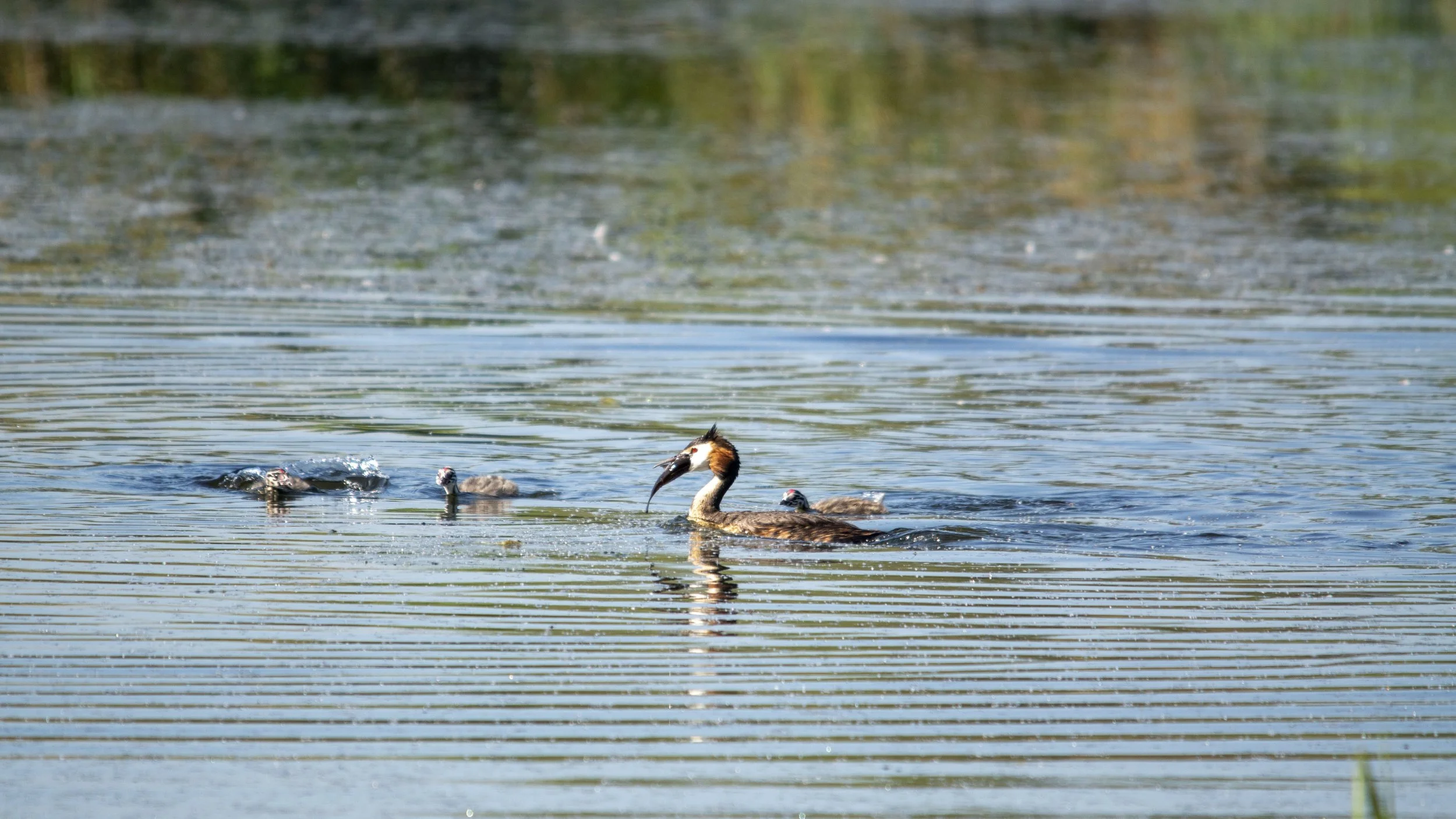 RSPB Ham Wall - 051125- 17.jpg