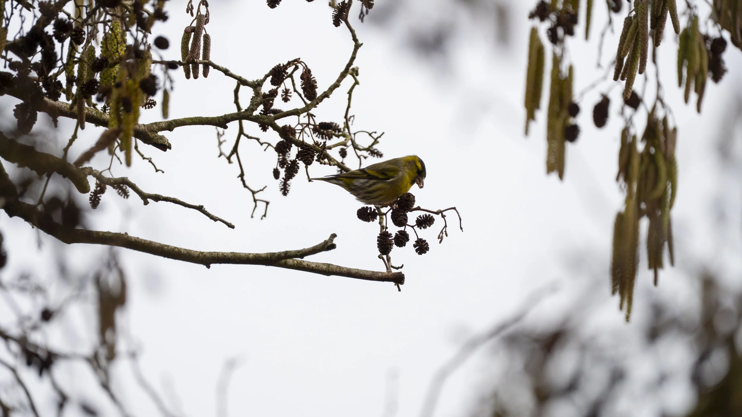 090 - Slimbridge - 09-02-2026.jpg