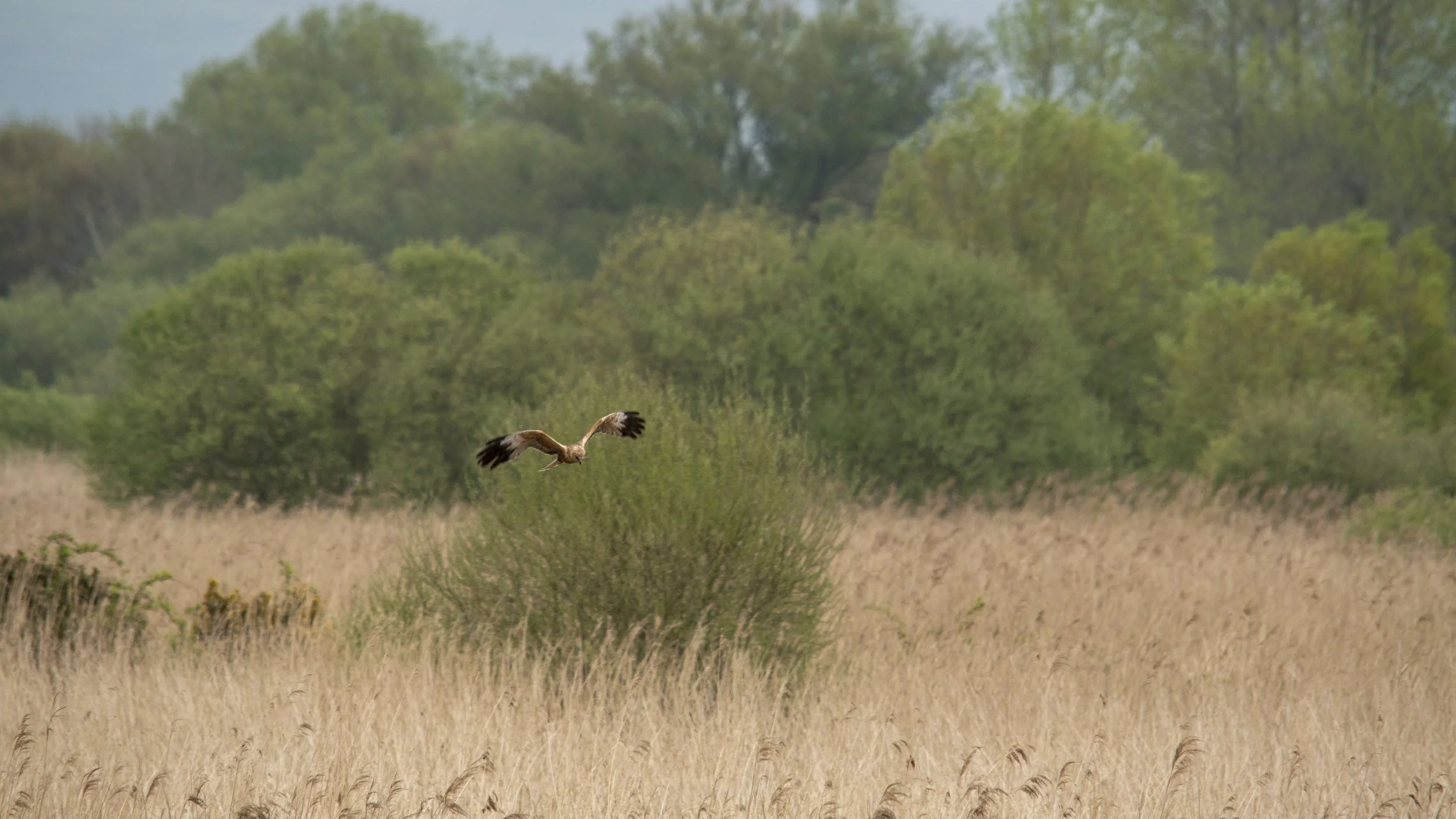 A bird of prey flying low over a grassy field with green trees in the background.