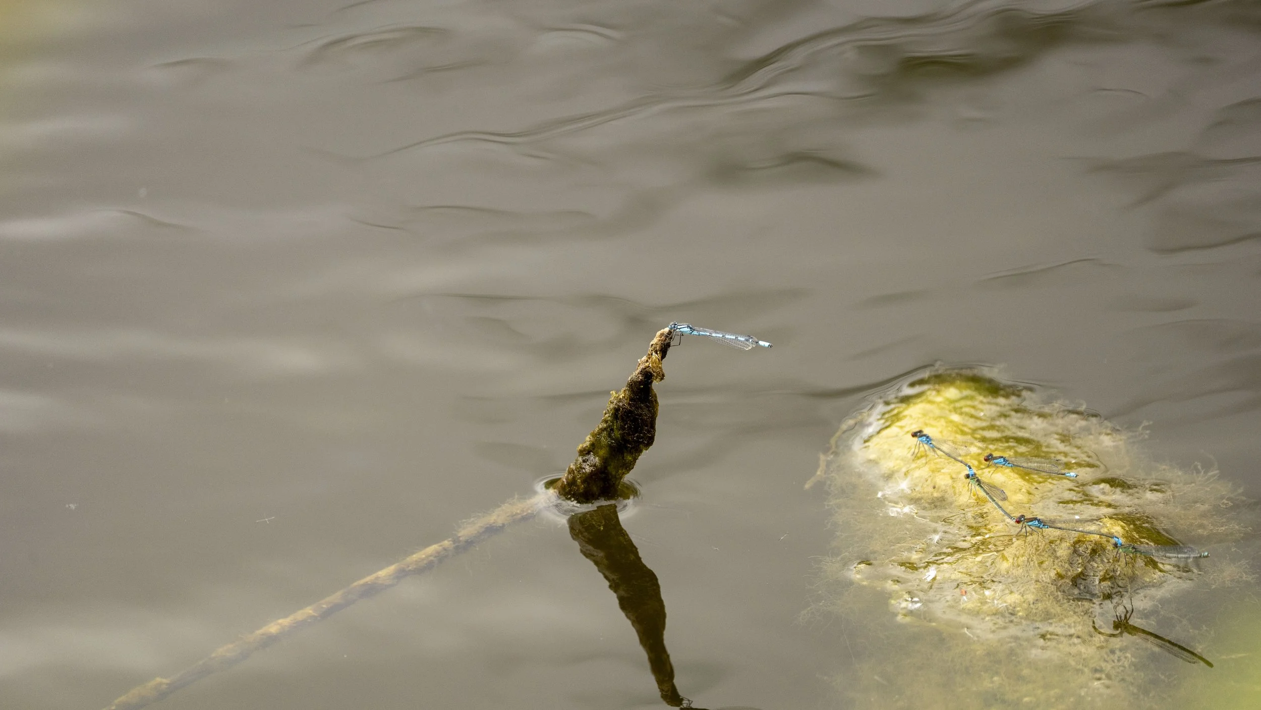 01_07_2025 - Coombe Hill - 07.jpg