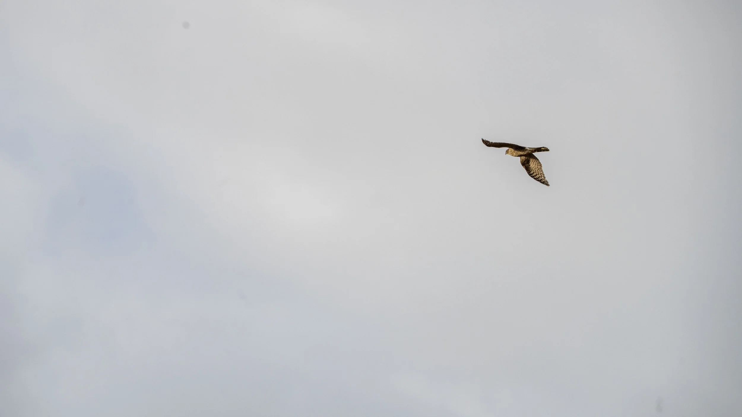 A bird flying in a cloudy sky.