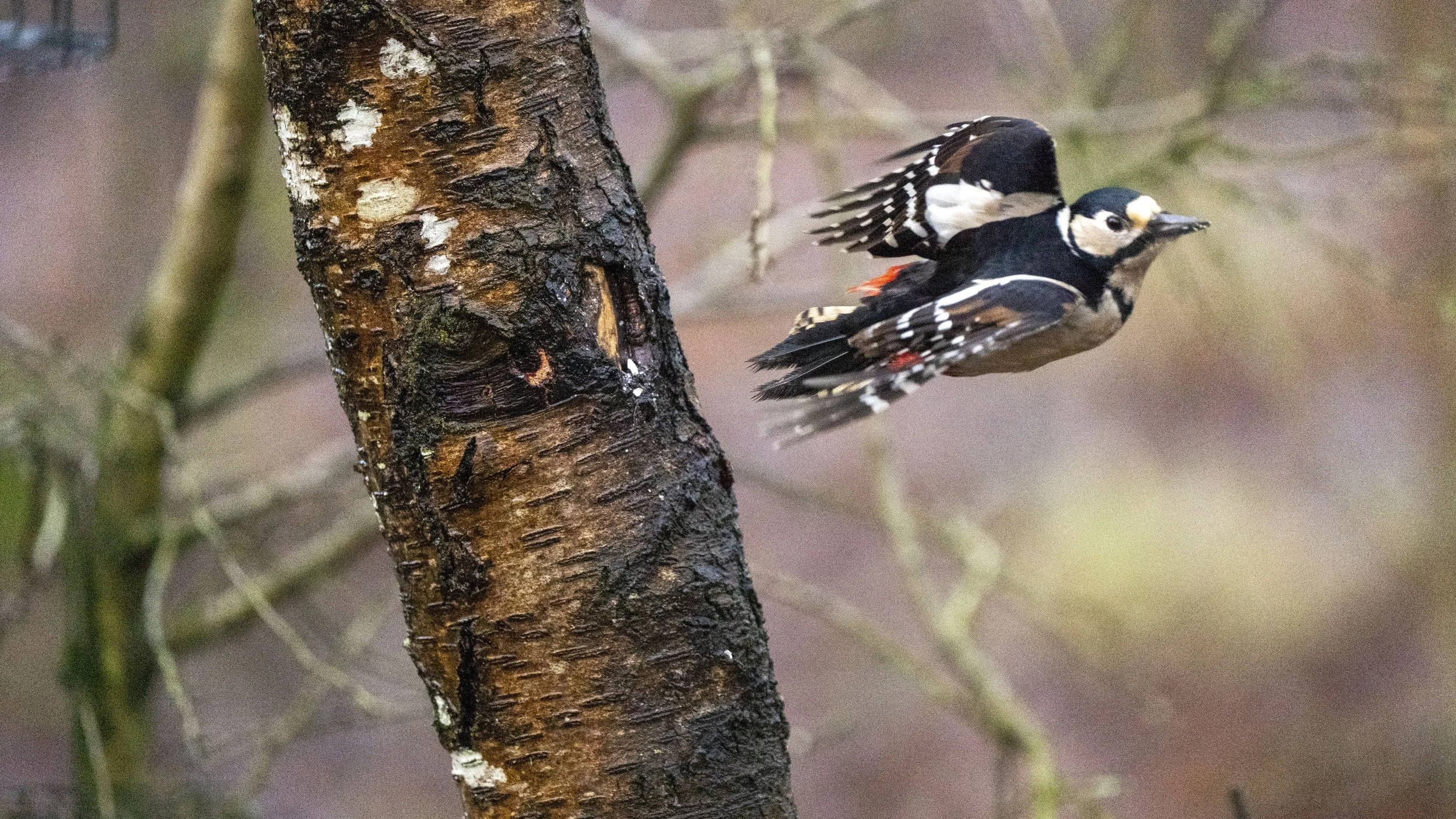 068 - Cannop Ponds - 28-02-2026.jpg