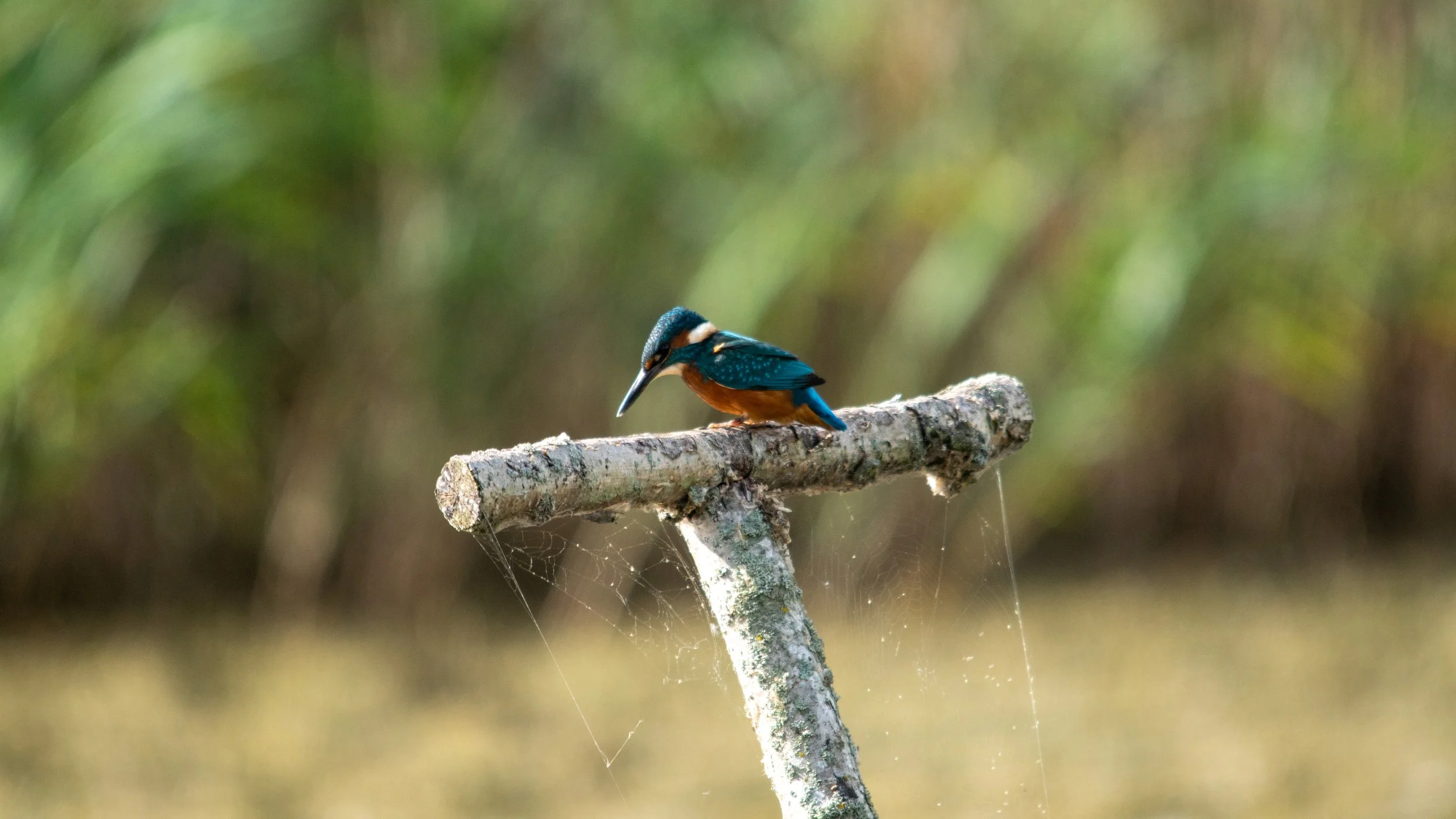A kingfisher with vibrant blue and orange feathers perched on a horizontal tree branch with spider webs.