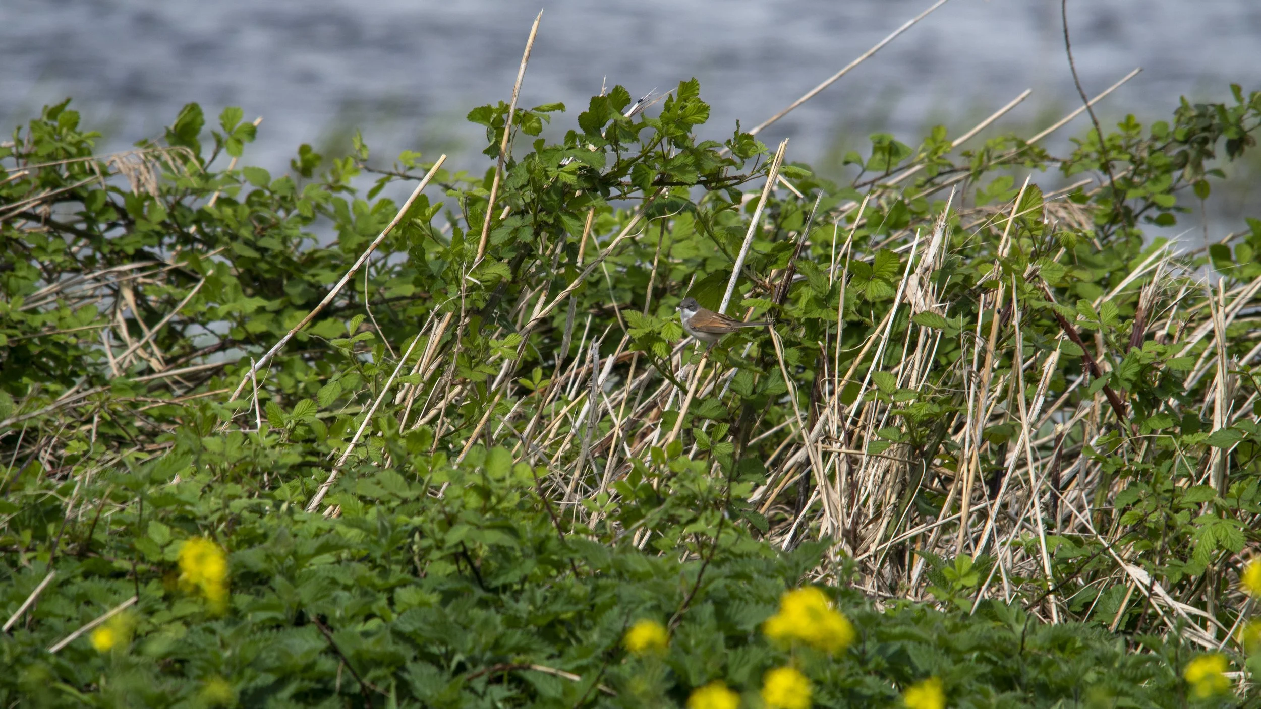 A small brown and white bird perched on green leaves and dry reeds near a water body in the background.
