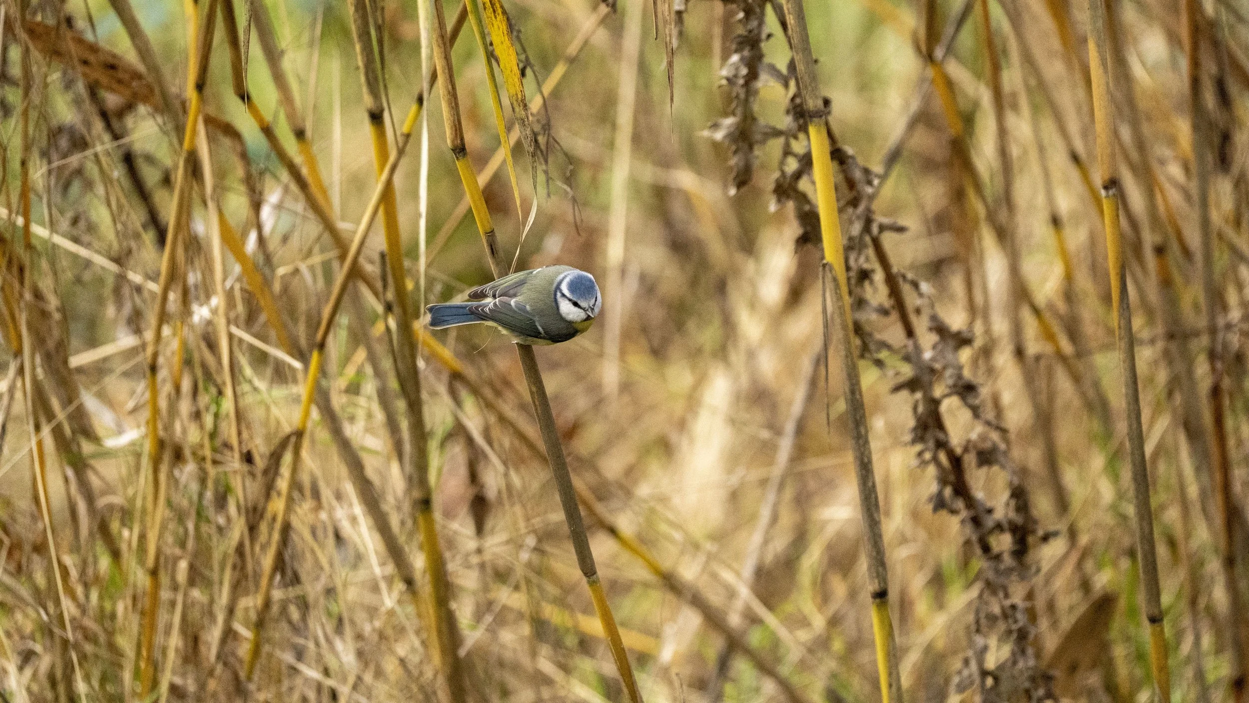 43 - Slimbridge - 11-12-2025.jpg