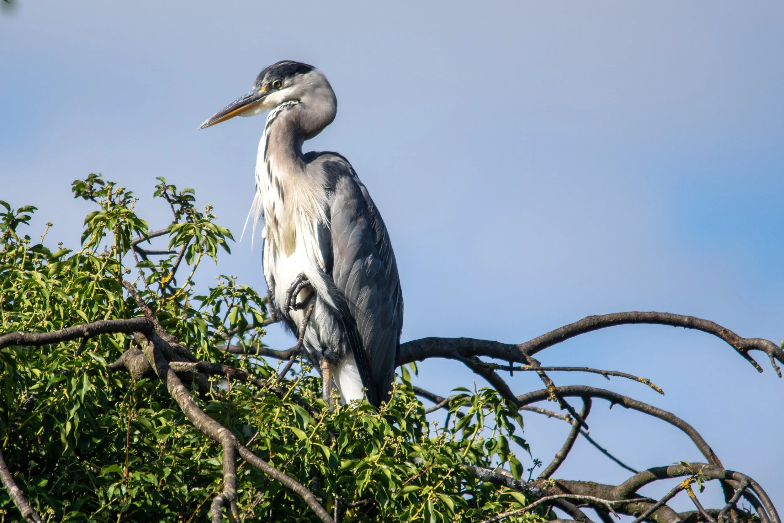 A large heron perched on a tree branch with green leaves and a blue sky in the background.