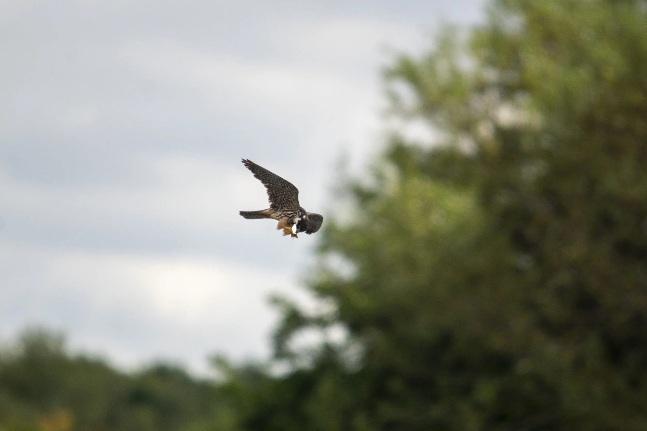A bird of prey, possibly a hawk or falcon, in flight with its talons clutching a small animal or prey, against a cloudy sky with some greenery in the background.