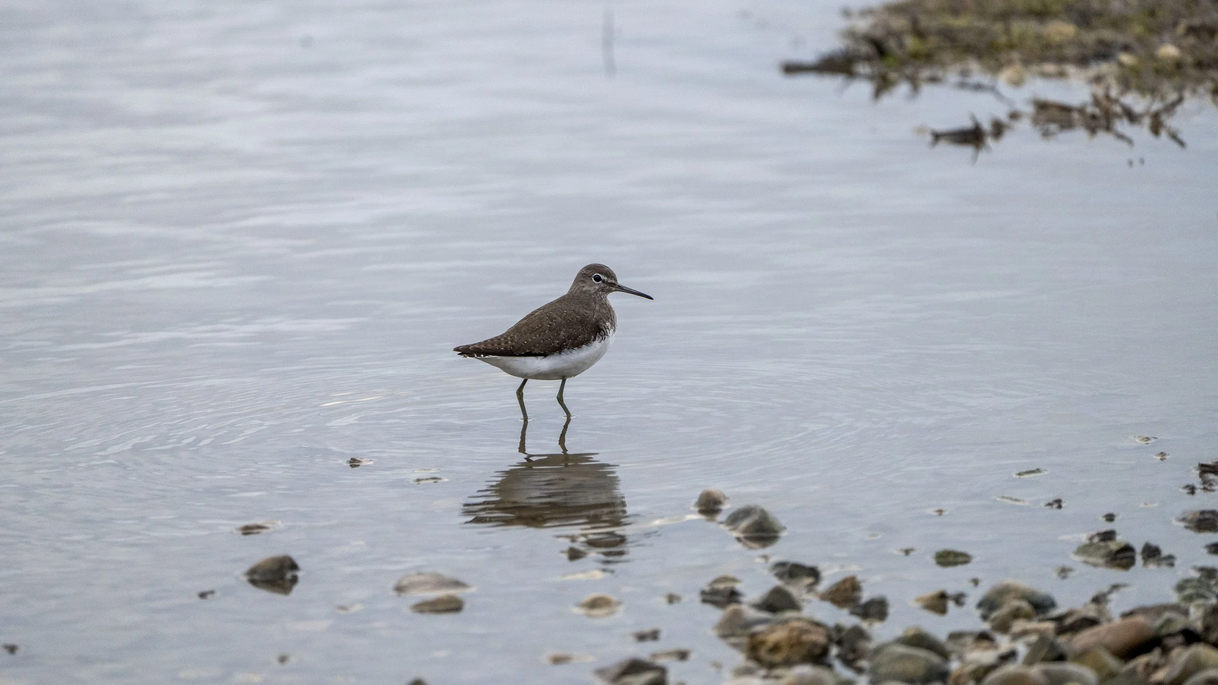 A solitary shorebird with brown and white plumage standing in shallow water near a pebble-strewn shoreline.