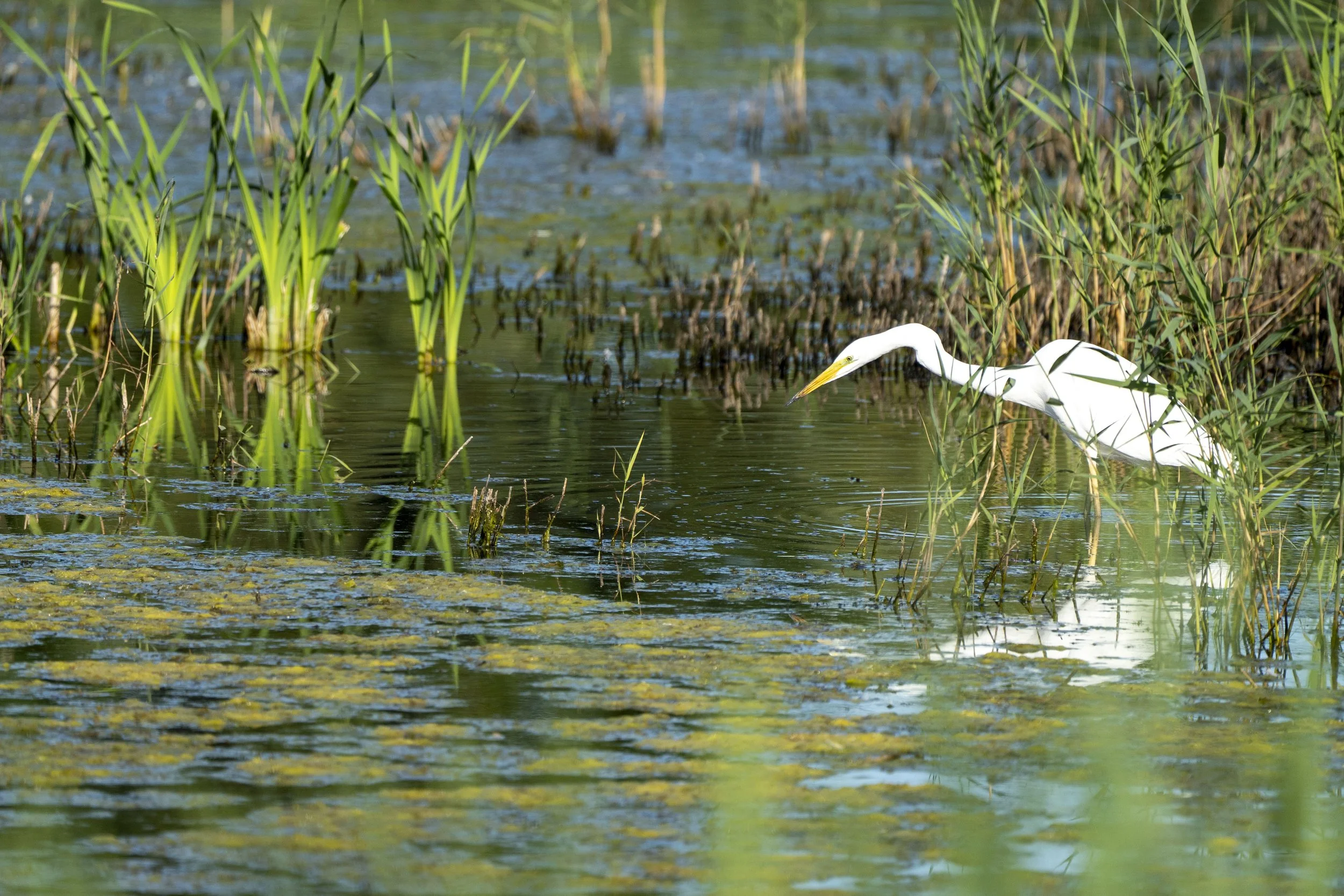 23 - RSPB Ham Wall - 09-07-2025.jpg