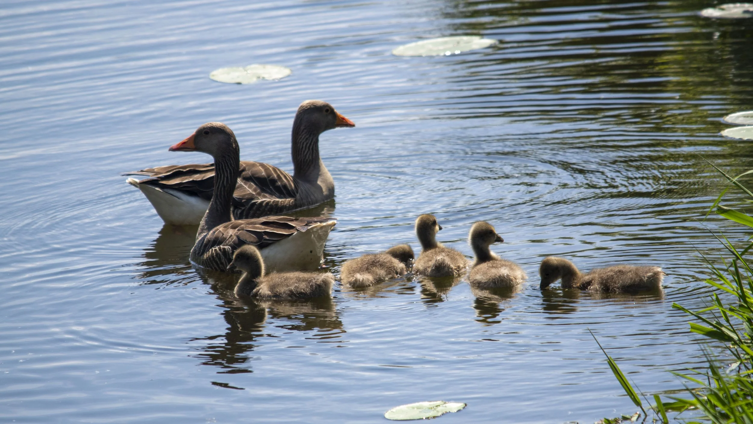 RSPB Ham Wall - 051125- 116.jpg