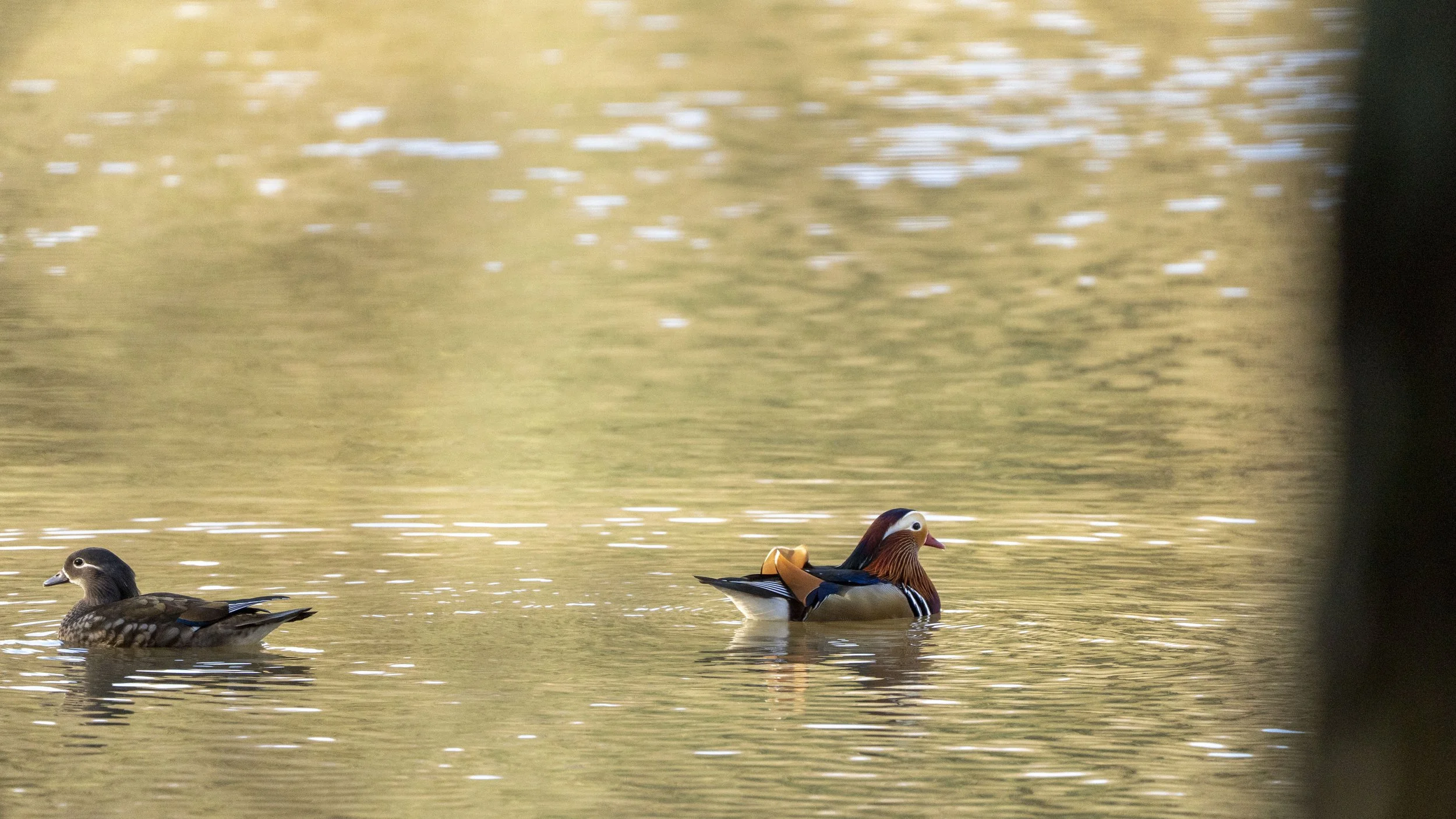 125 - Cannop Ponds - 28-02-2026.jpg