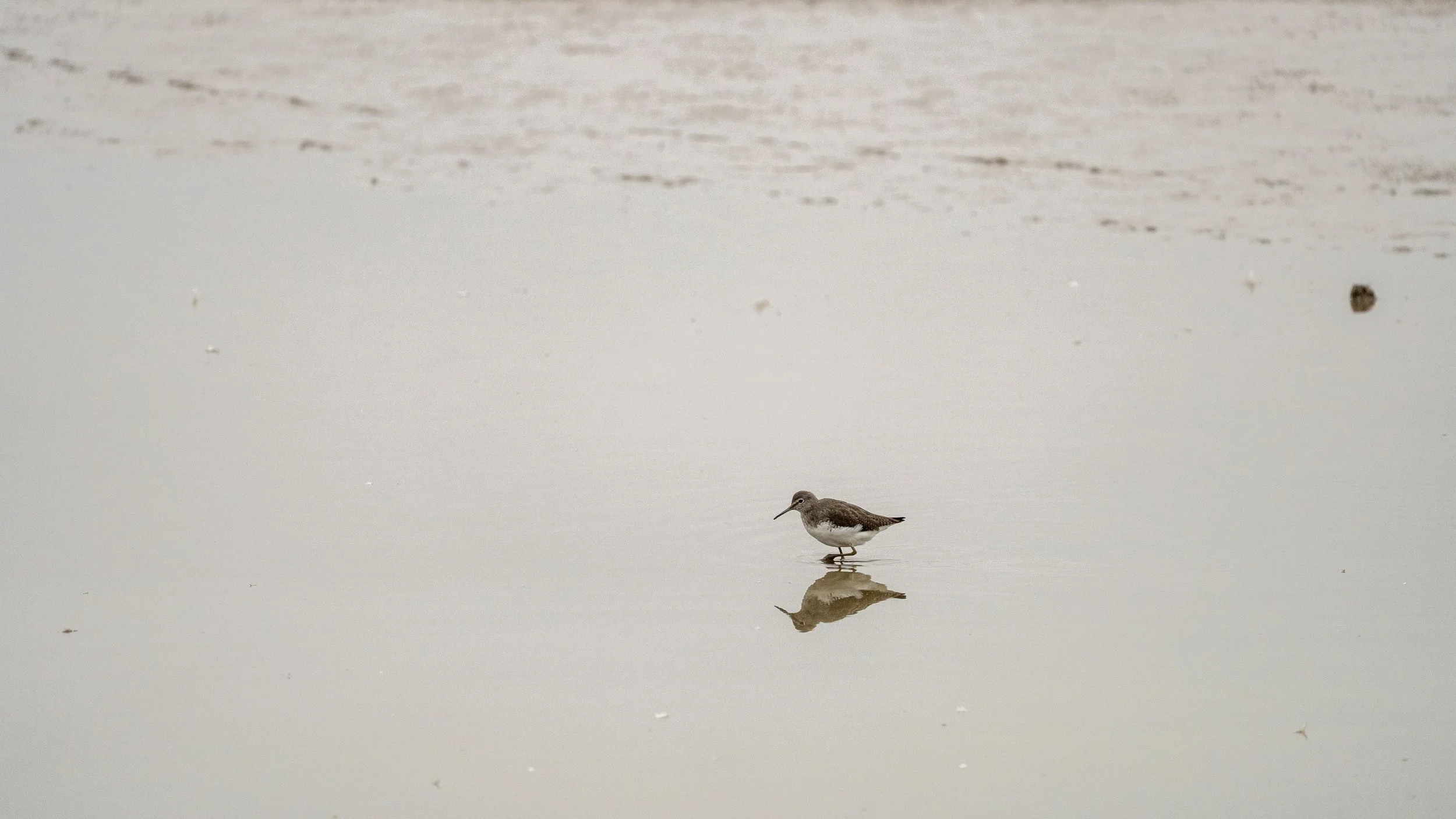 26 - Slimbridge - 11-10-2025.jpg