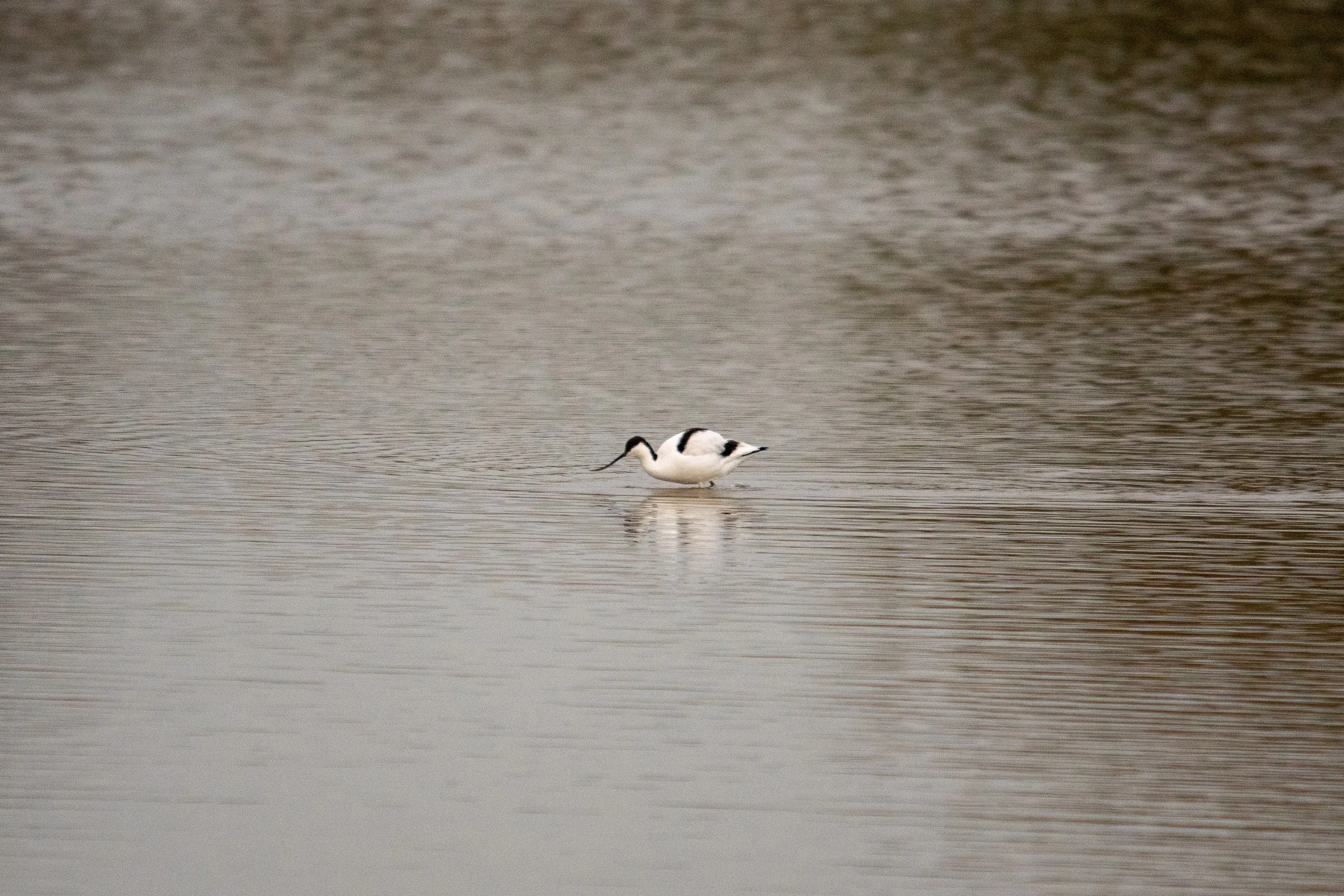Two black and white birds wading in a calm body of water.