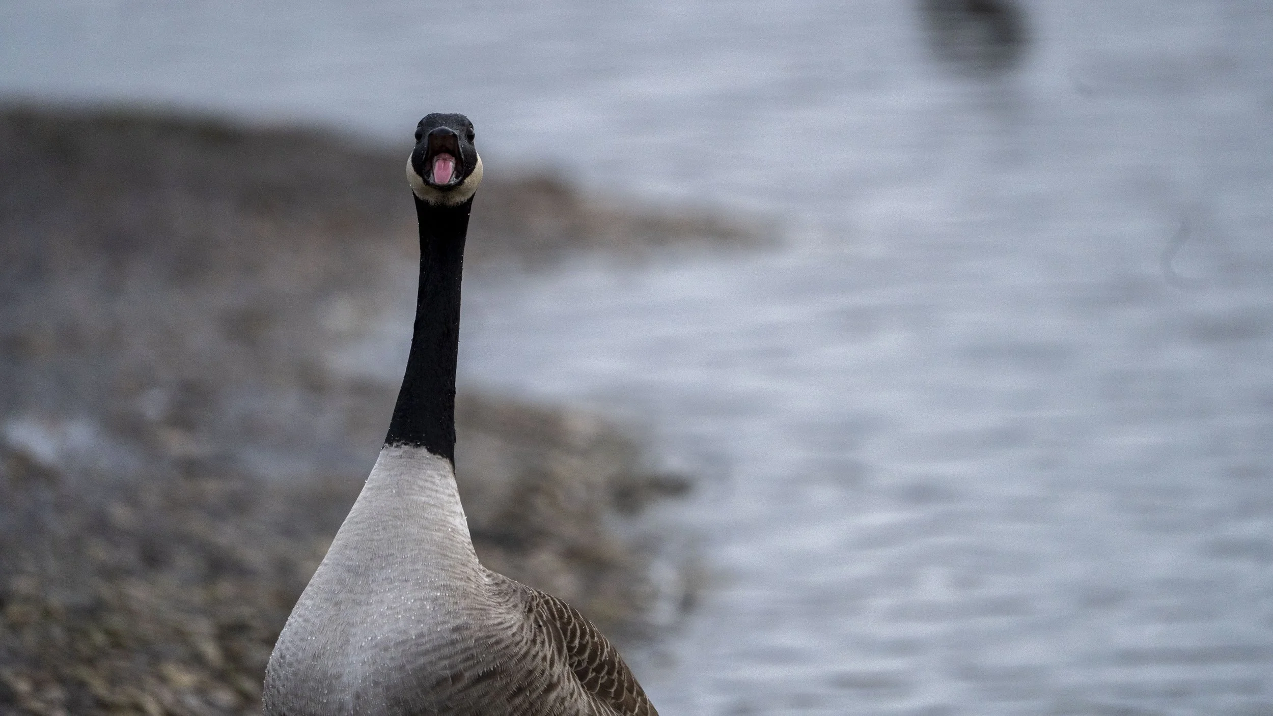 012 - Slimbridge - 09-02-2026.jpg