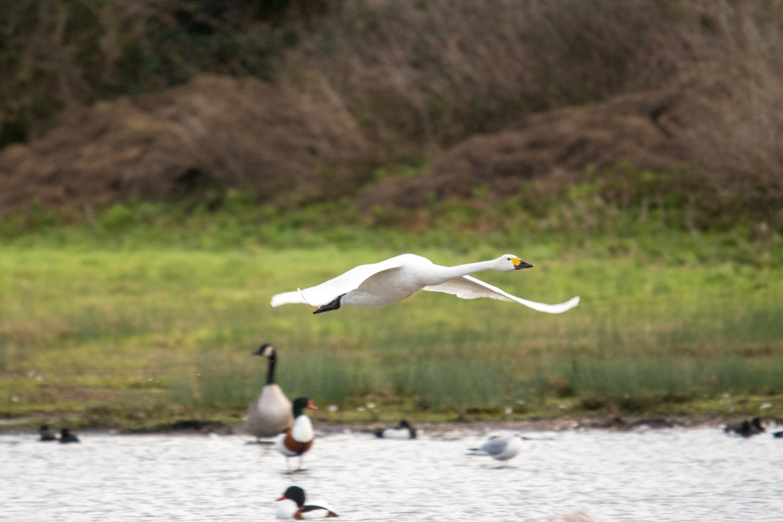 A Bewick swan flying over a body of water with ducks swimming below and a grassy, hilly background.