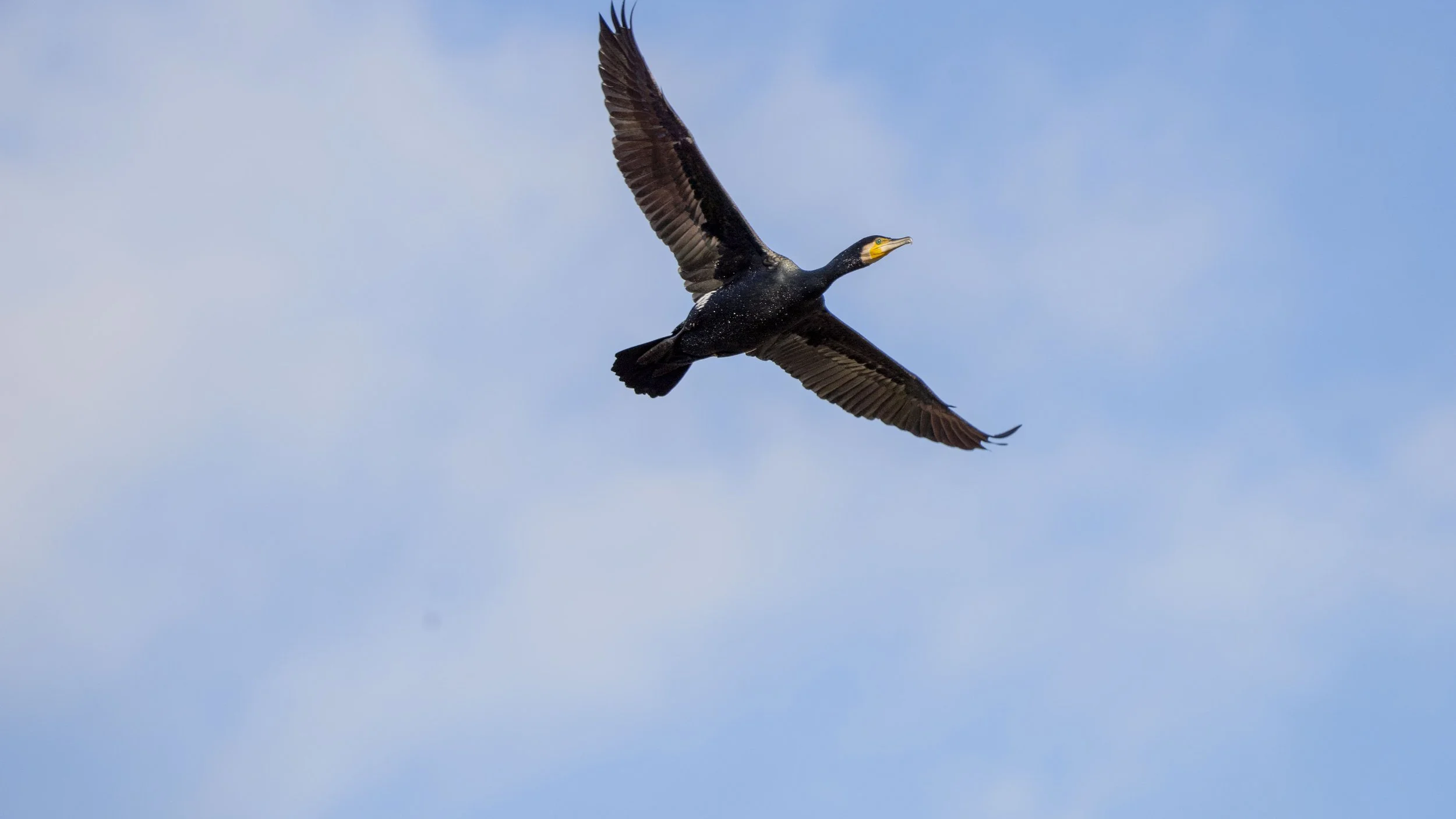 162 - Cannop Ponds - 28-02-2026.jpg