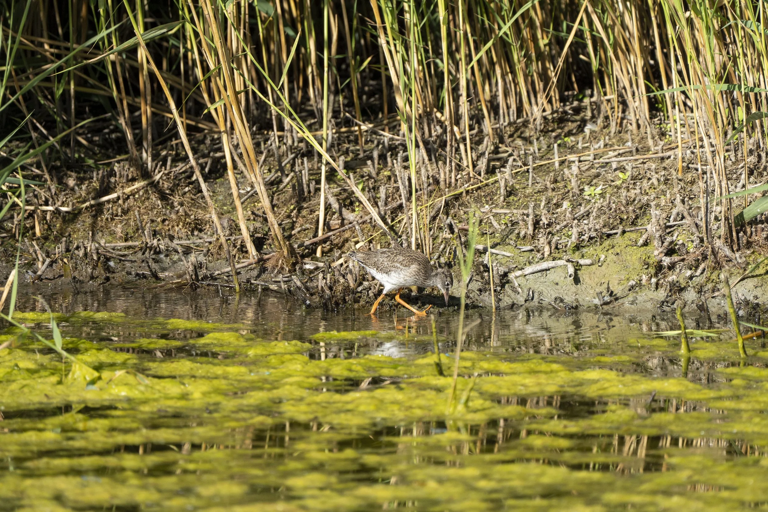 41 - RSPB Ham Wall - 09-07-2025.jpg