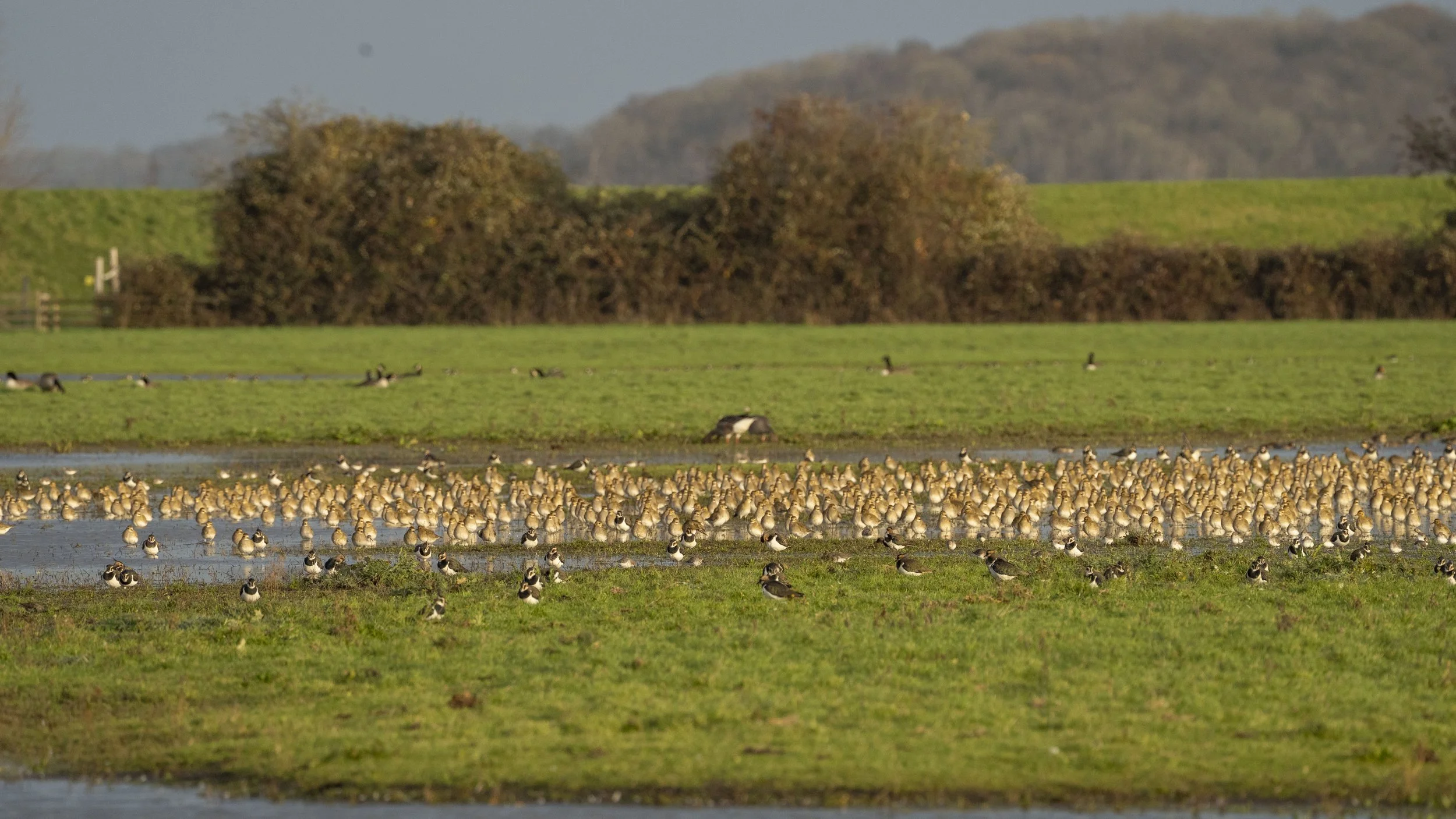 A large flock of ducks and waterfowl standing and swimming on a green grassy wetlands area with water patches, trees, and hills in the background.