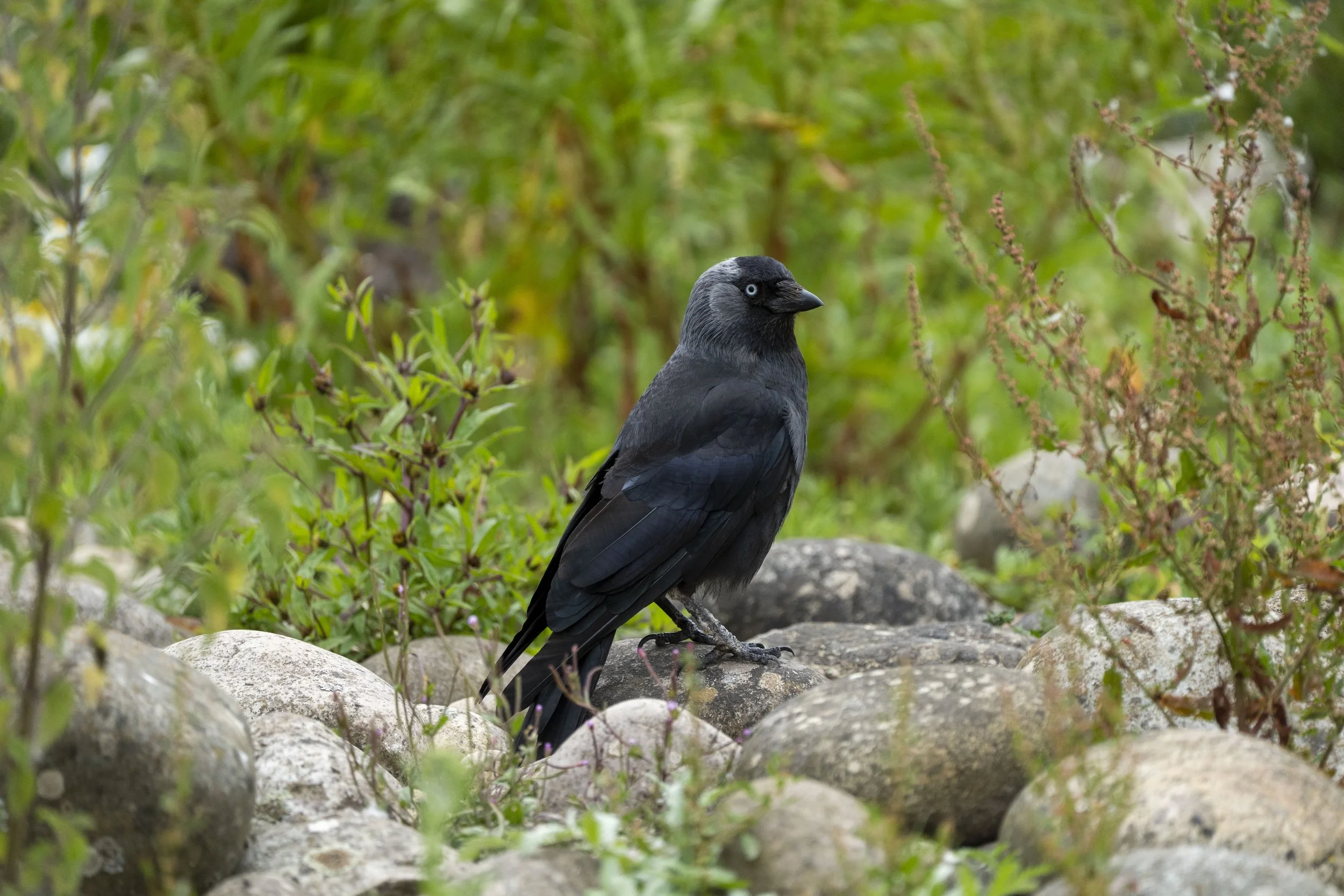 A black bird with a grey head and bright blue eyes perched on rocks surrounded by green foliage.