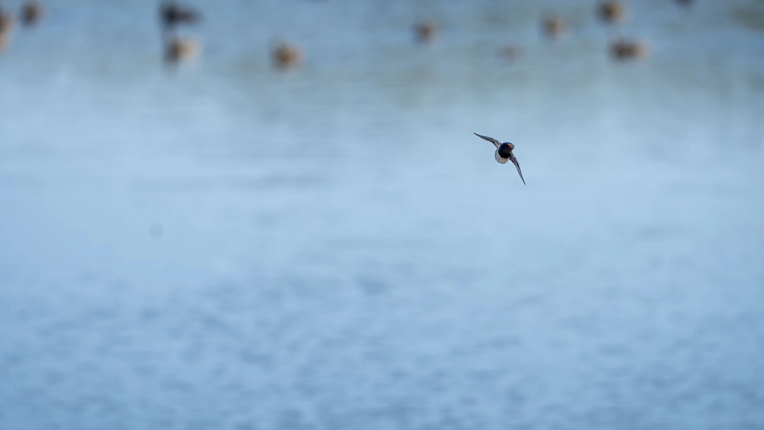 A small bird flying over a calm, blue body of water with blurred ducks in the background.