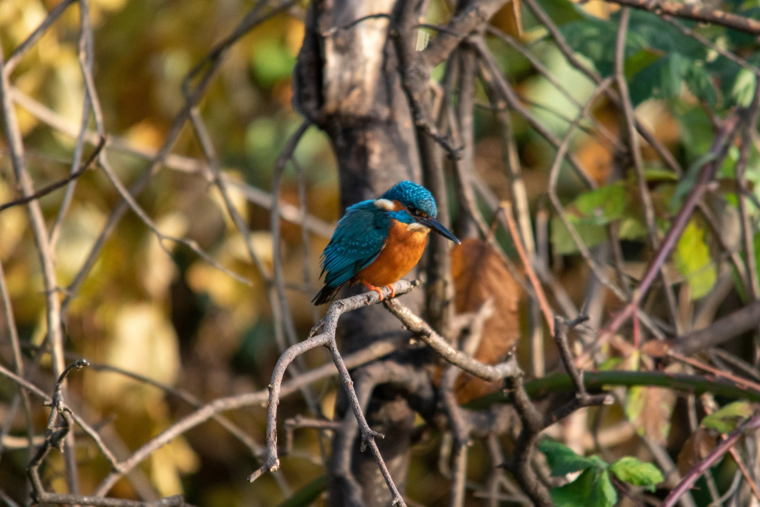 A colorful kingfisher with bright blue and orange feathers perched on a thin branch among tangled twigs and leaves.
