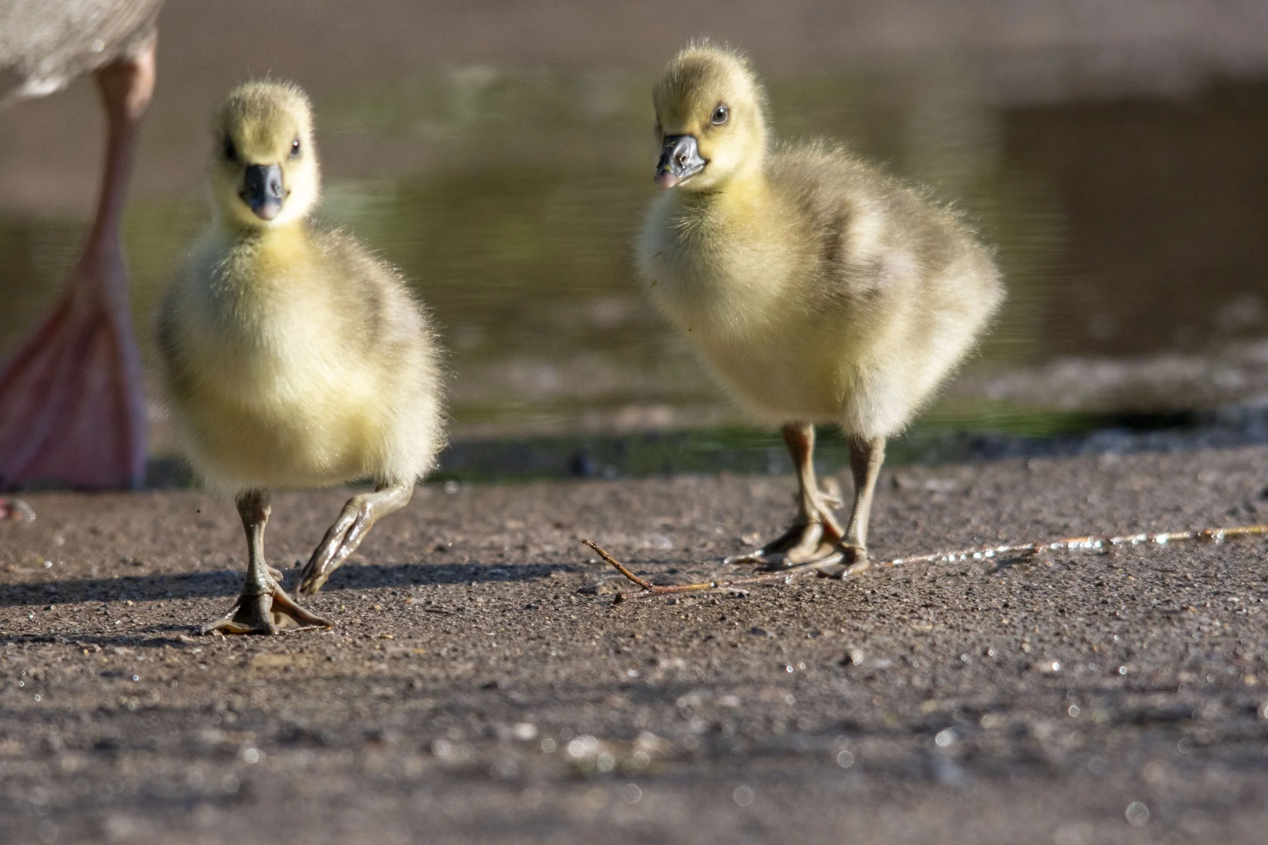 Two baby ducklings standing on a sandy ground near water.
