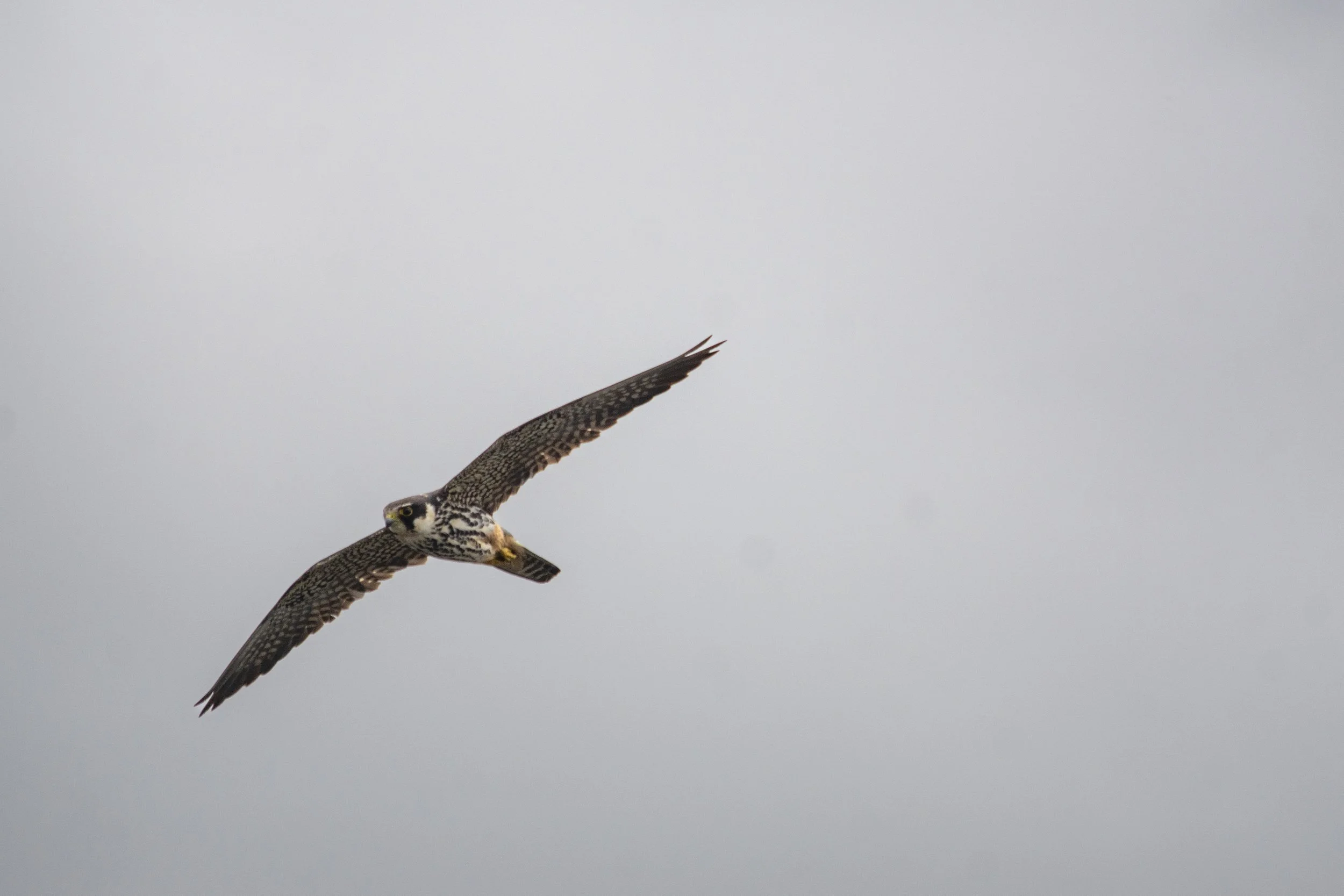 A bird of prey, possibly a falcon or peregrine, in flight against a cloudy gray sky.