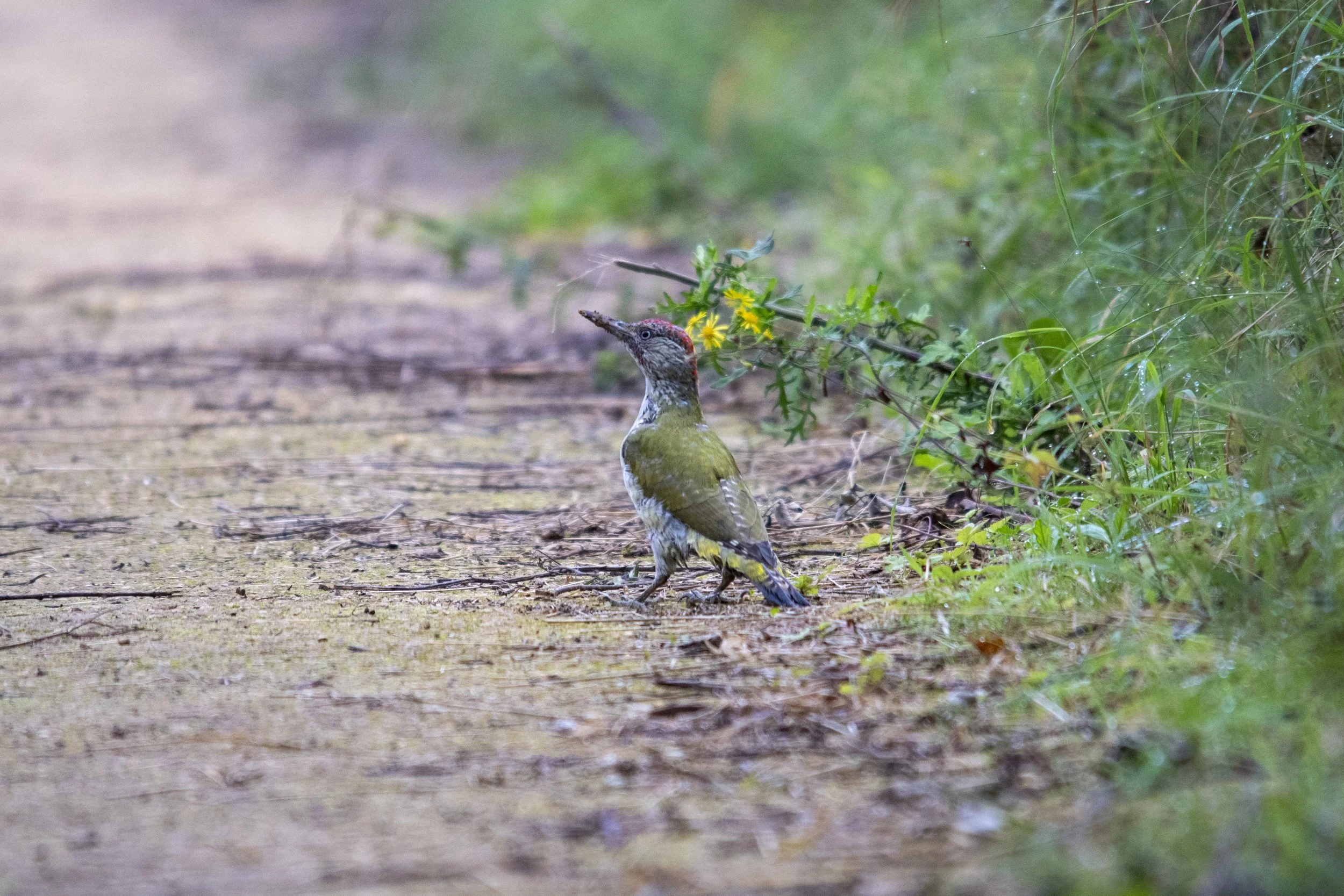 A woodpecker standing on a dirt path surrounded by greenery and yellow flowers.