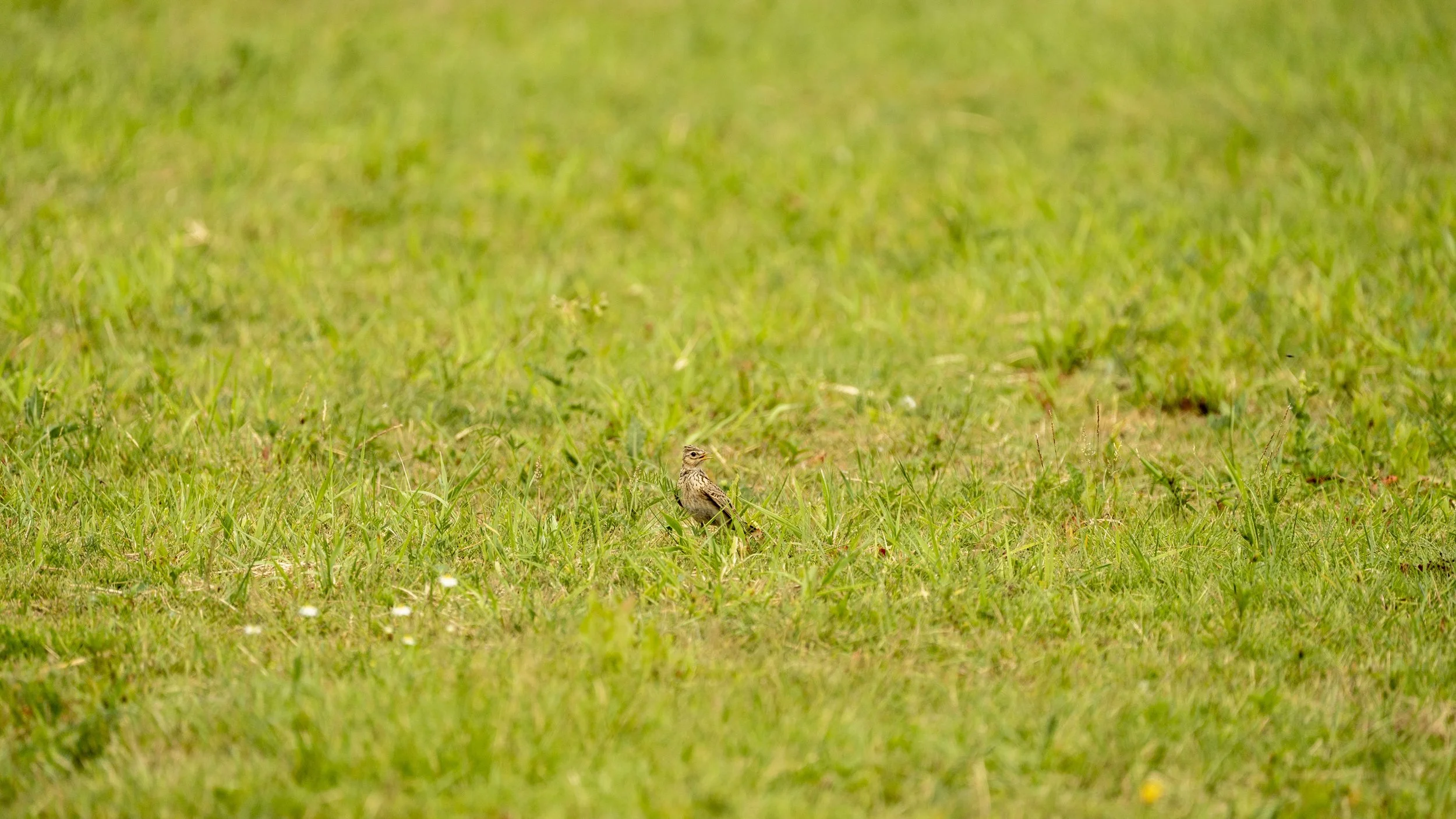 01_07_2025 - Coombe Hill - 17.jpg