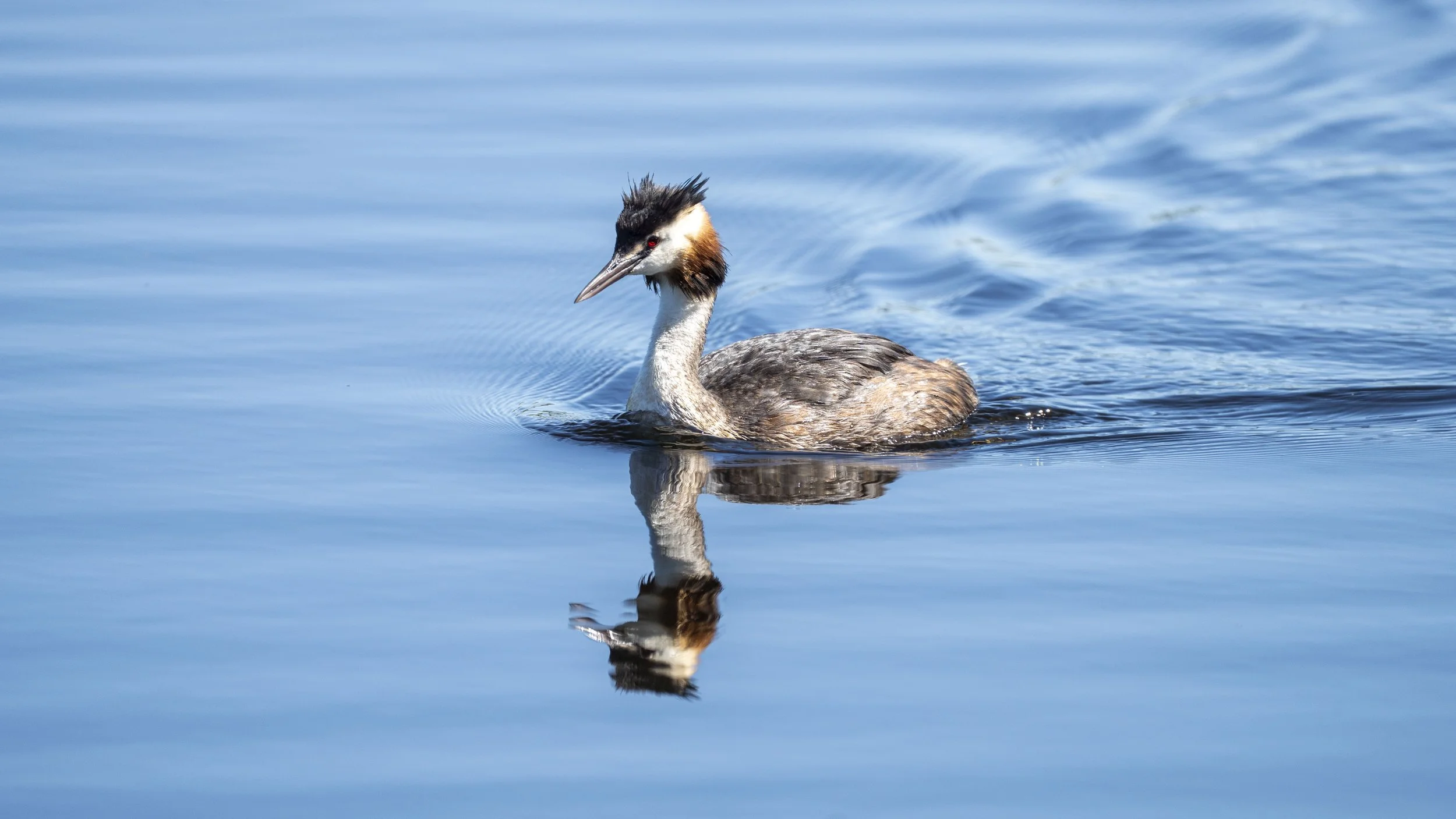 A great crested grebe swimming in a calm blue body of water, with its reflection visible beneath it.